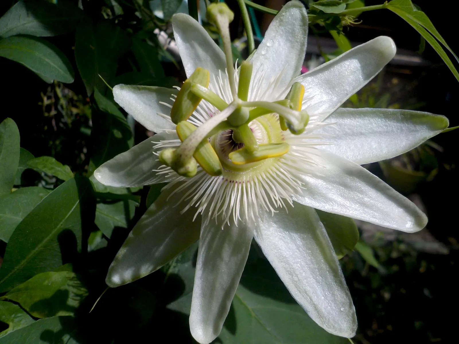 Blue Crown Passion Flower (Passiflora Caerulea) — A central crown of filaments gives rise to the common name; the flowers bloom from summer to, image 57