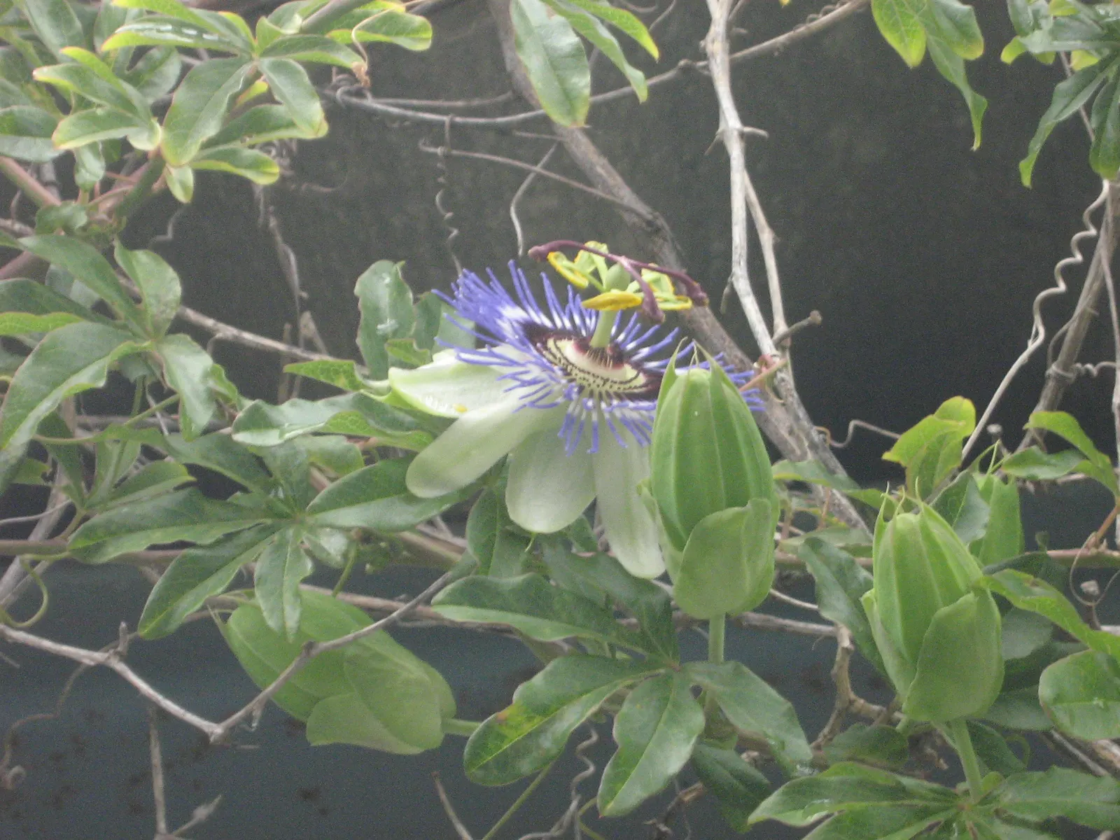 Blue Crown Passion Flower (Passiflora Caerulea) — vine for full; a living tapestry that will captivate onlookers and serve as a unique conversation, image 72