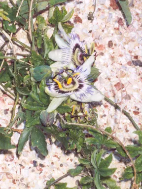 Blue Crown Passion Flower (Passiflora Caerulea) — which typically spans 3 to 4 inches across; space at 6-8 feet intervals for optimal growth