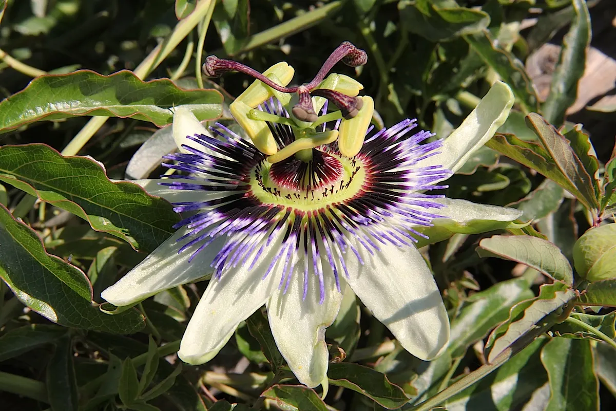 Blue Crown Passion Flower (Passiflora Caerulea) — The Blue Crown Passion Flower, Passiflora caerulea, is a fast-growing perennial vine reaching up, image 25
