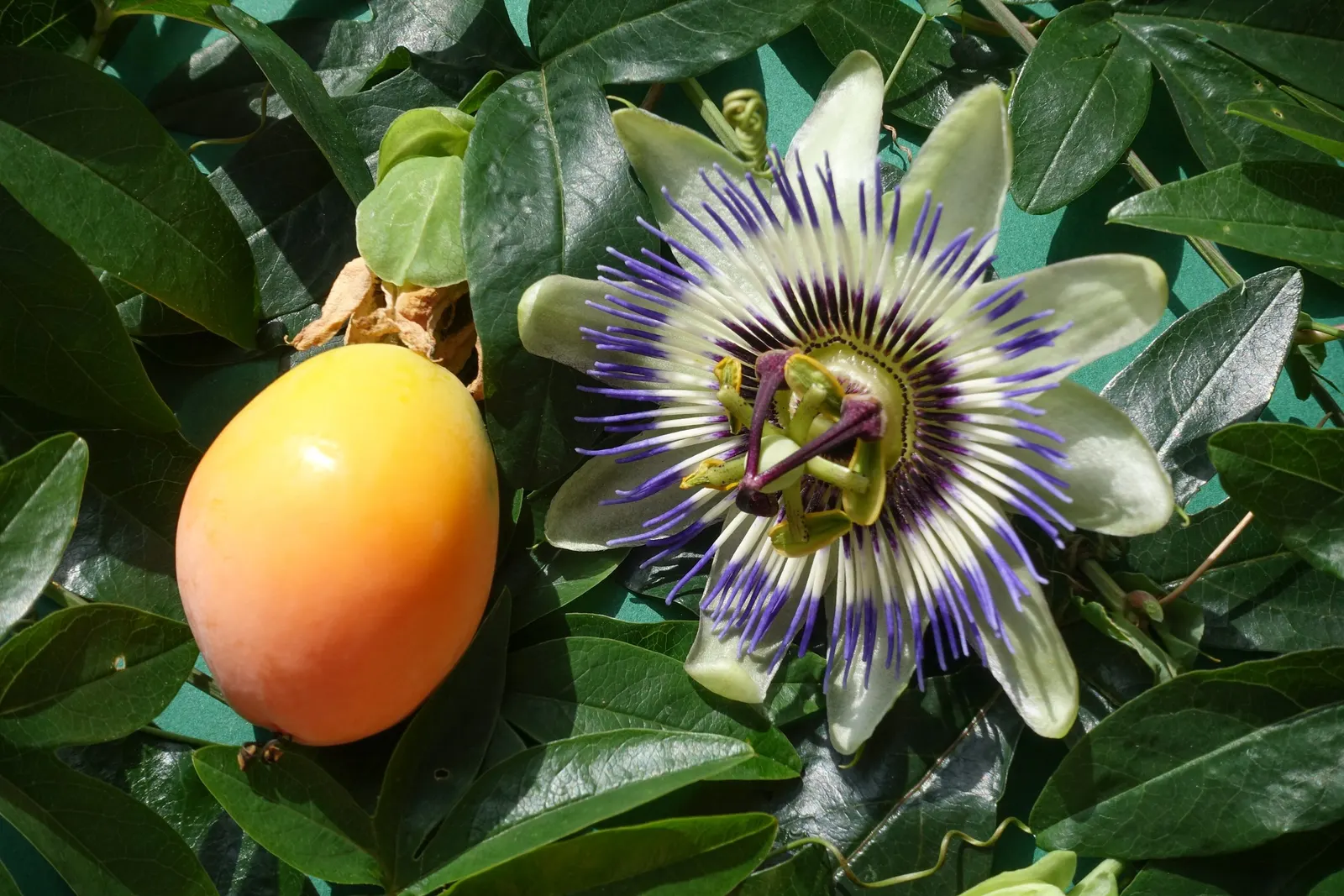Blue Crown Passion Flower (Passiflora Caerulea) — although it is generally not considered palatable due to a rather bland taste; providing an, image 88