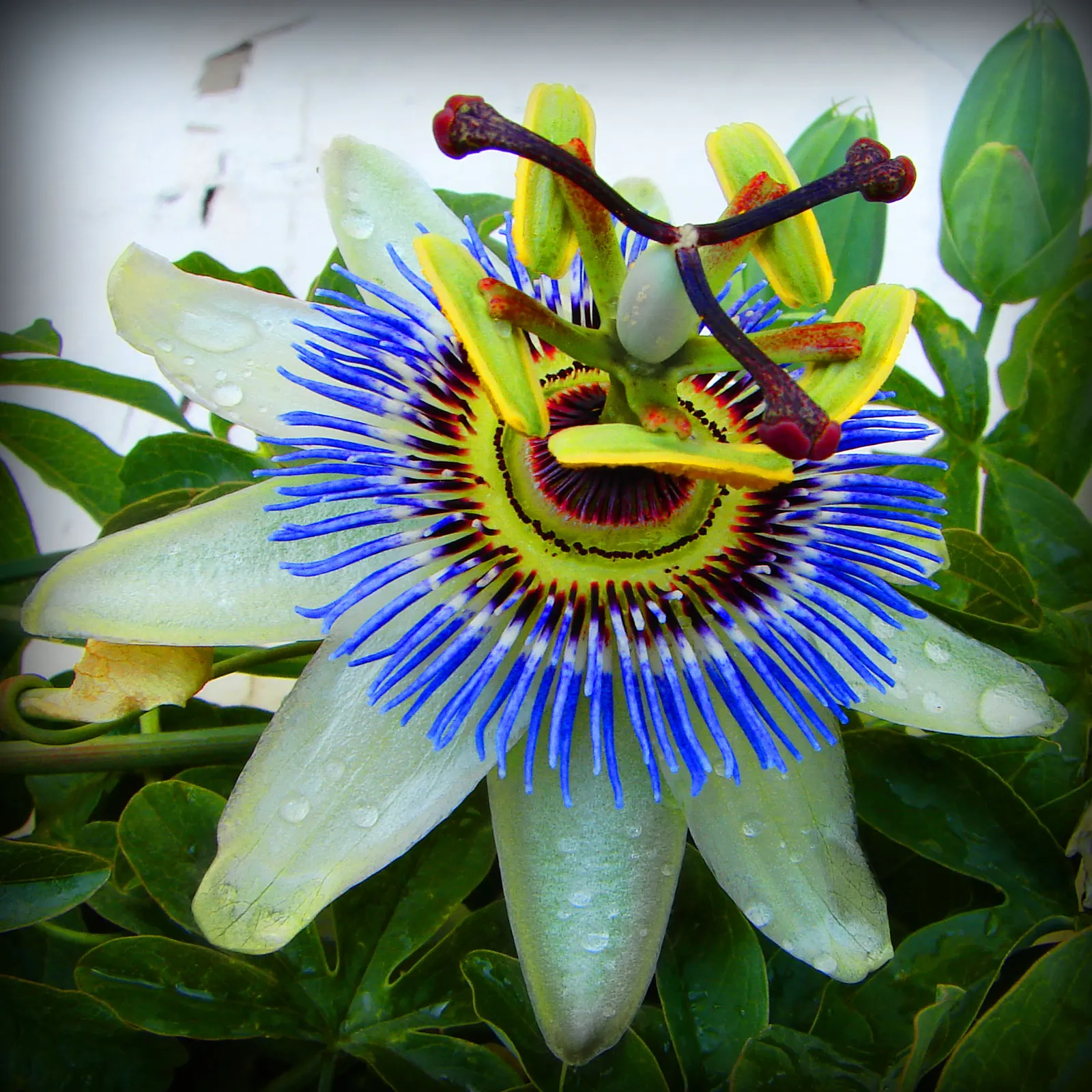 Blue Crown Passion Flower (Passiflora Caerulea) — this species produces orange