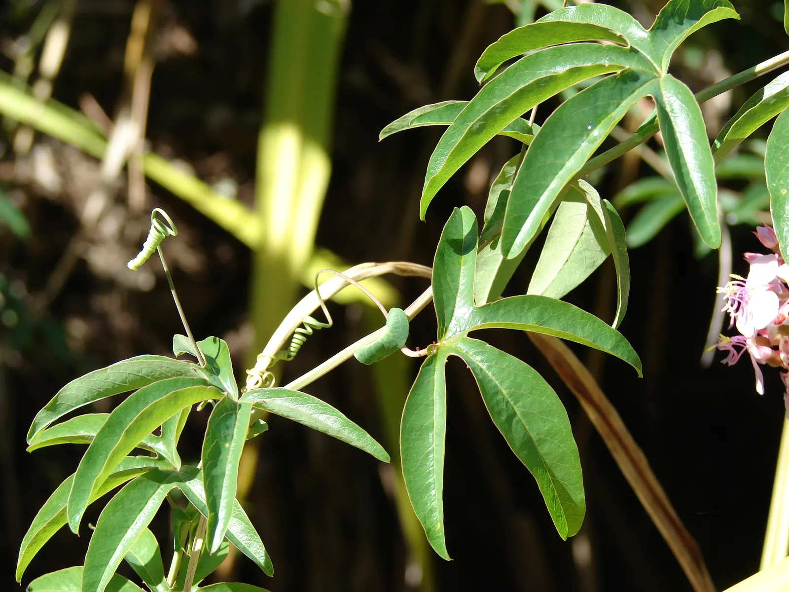 Blue Crown Passion Flower (Passiflora Caerulea) — which typically spans 3 to 4 inches across