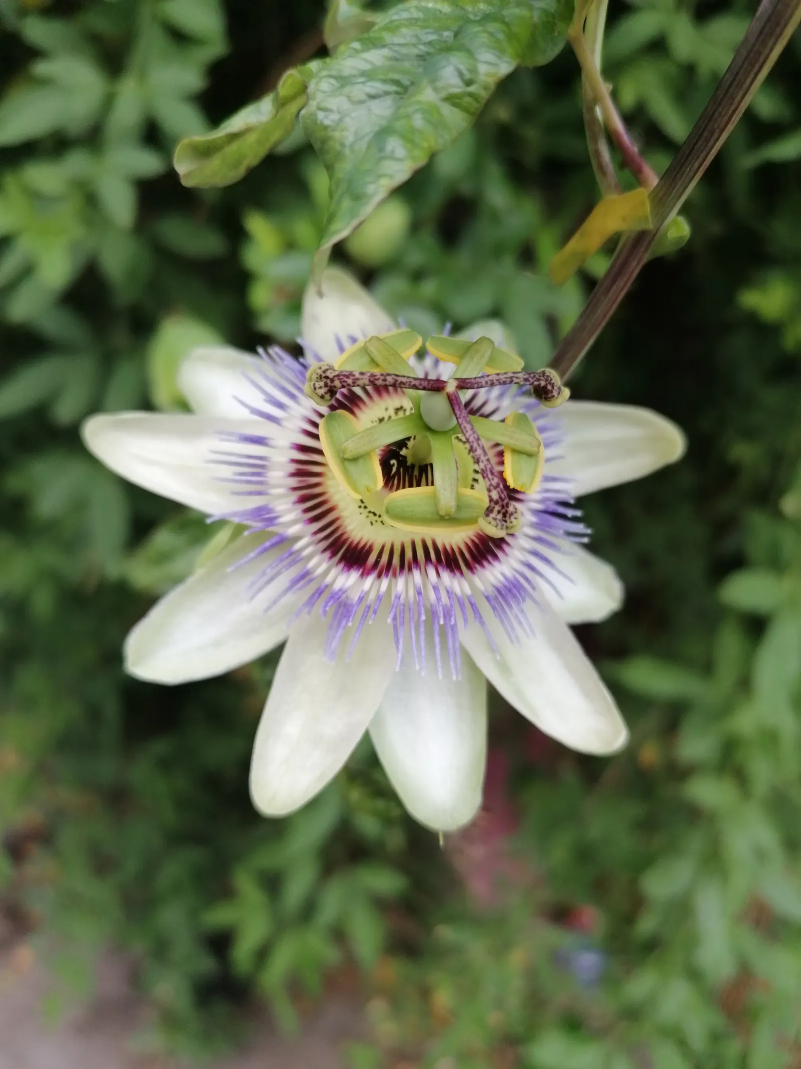 Blue Crown Passion Flower (Passiflora Caerulea) — although it is generally not considered palatable due to a rather bland taste; providing an, image 64