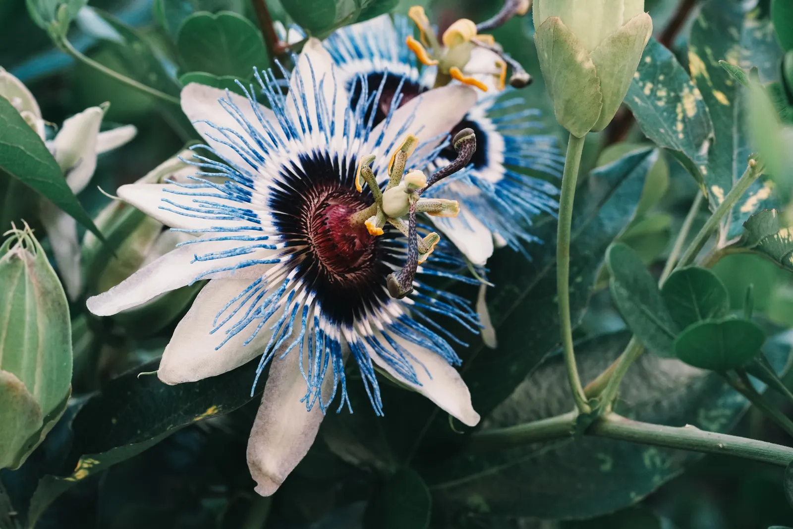Blue Crown Passion Flower (Passiflora Caerulea) — blue and multi-colored and purple and white flowers in the garden; a native to South America