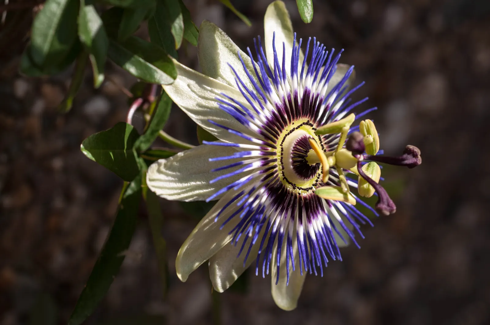 Blue Crown Passion Flower (Passiflora Caerulea) — surrounded by a ring of white petals and sepals that mimic a ruffled collar; with its striking blue-and-white