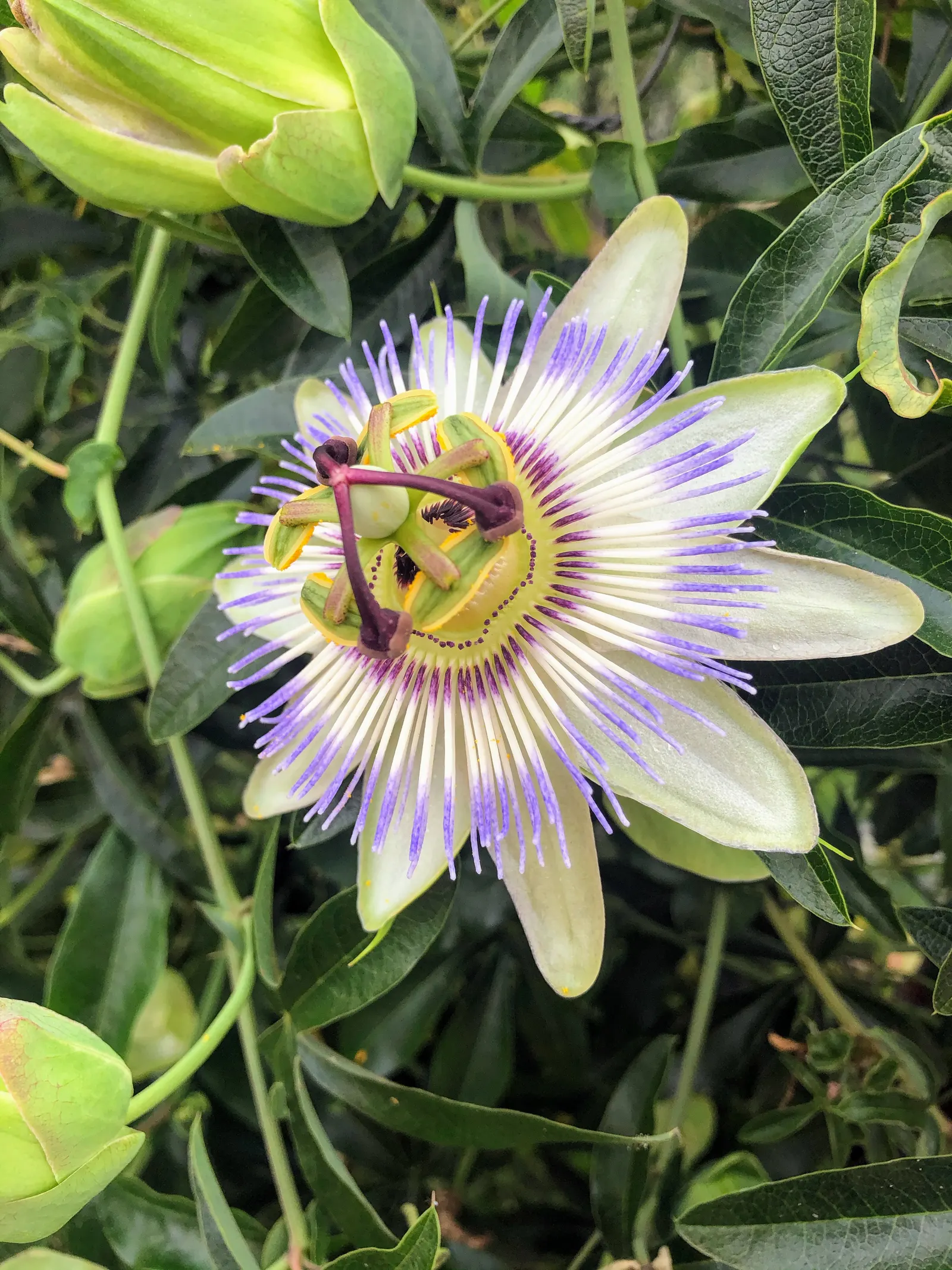 Blue Crown Passion Flower (Passiflora Caerulea) — Hardy in USDA zones 7-10, it thrives in full sun to partial shade and prefers well-drained soil, image 51