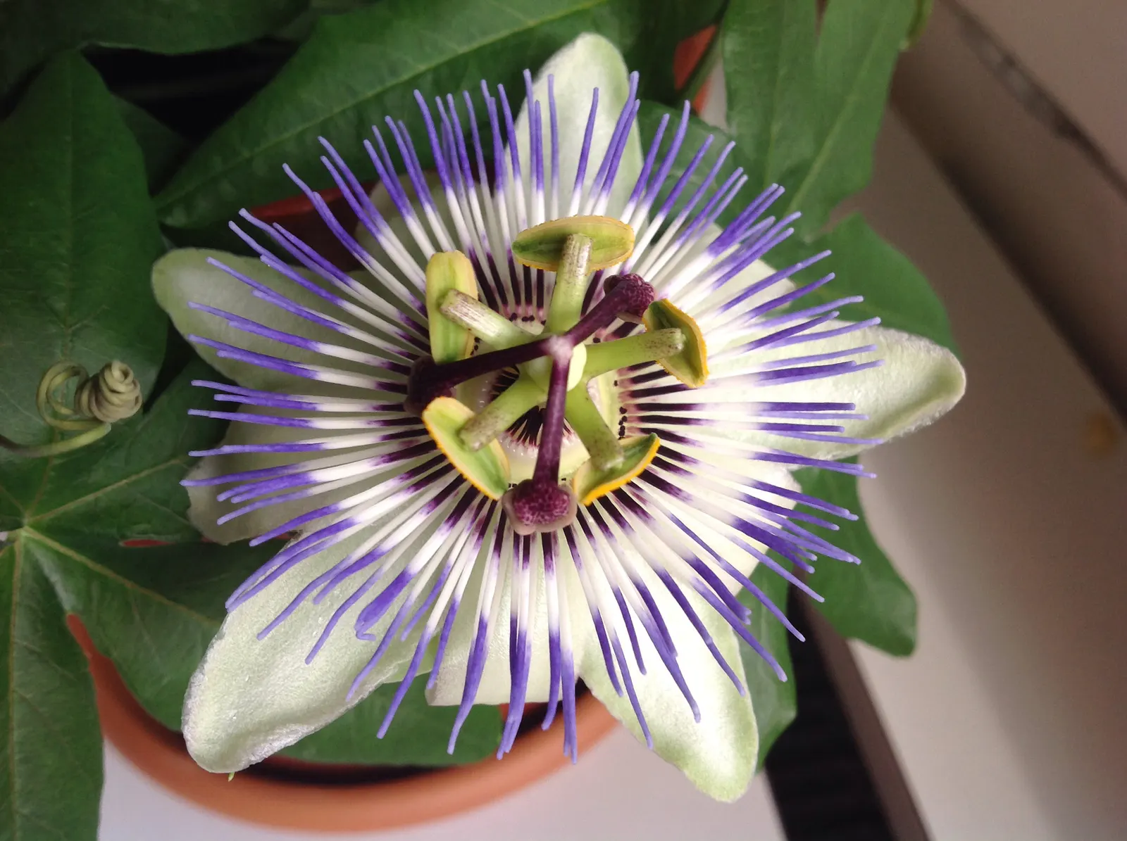Blue Crown Passion Flower (Passiflora Caerulea) — These should be pruned if the focus is on promoting floral abundance.<br><br>Hardy in USDA zones, image 89