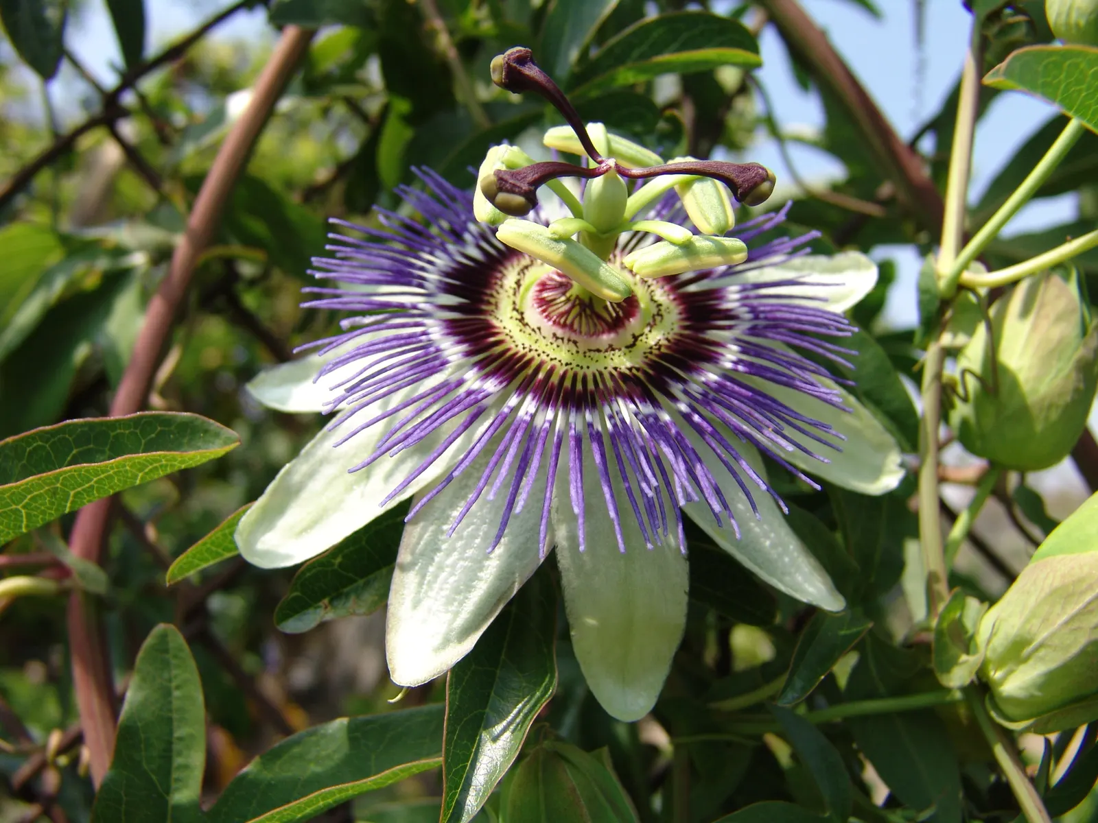 Blue Crown Passion Flower (Passiflora Caerulea) — Hardy in USDA zones 7-10, it thrives in full sun to partial shade and prefers well-drained soil
