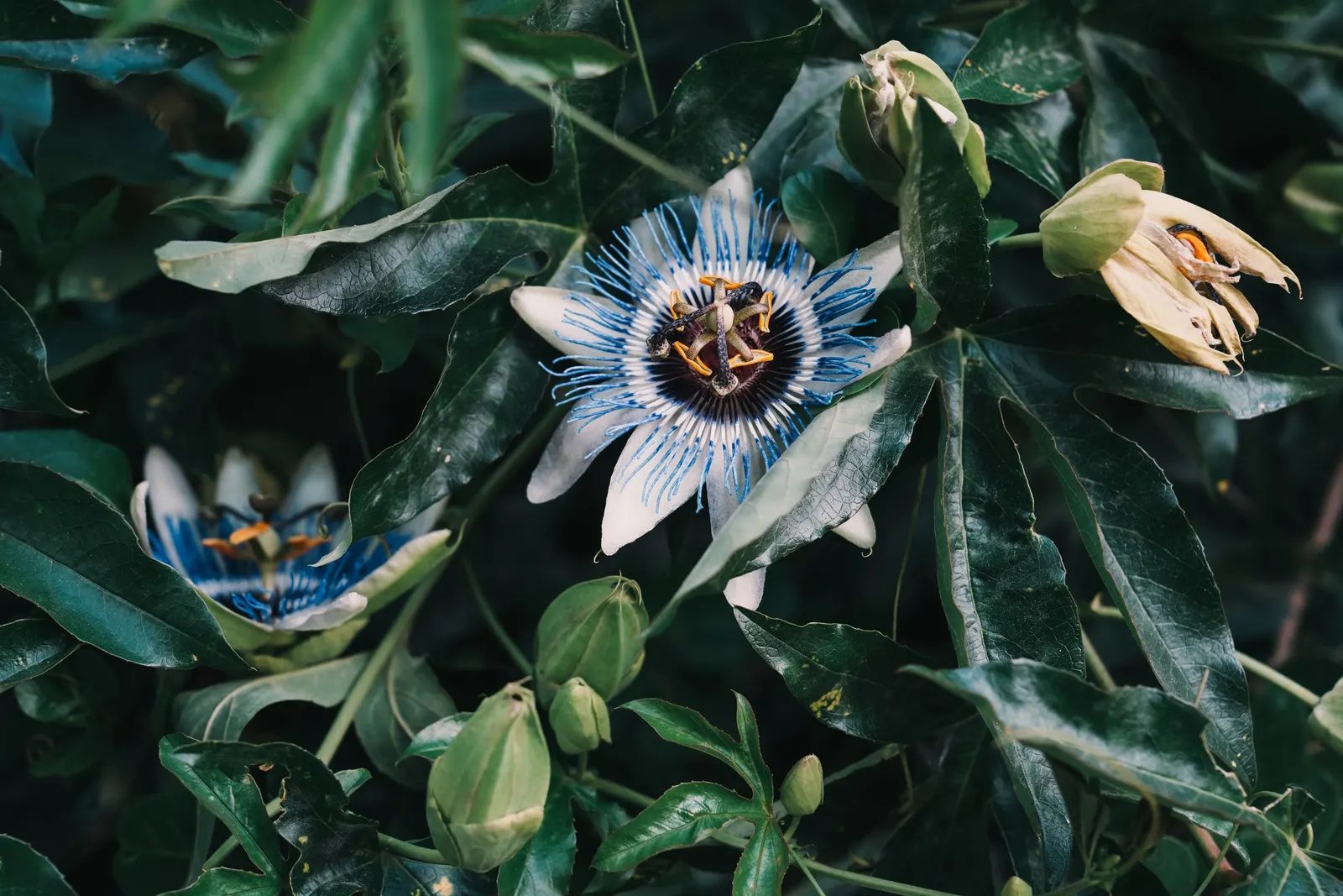 Blue Crown Passion Flower (Passiflora Caerulea) — Hardy in USDA zones 7-10, it thrives in full sun to partial shade and prefers well-drained soil, image 99