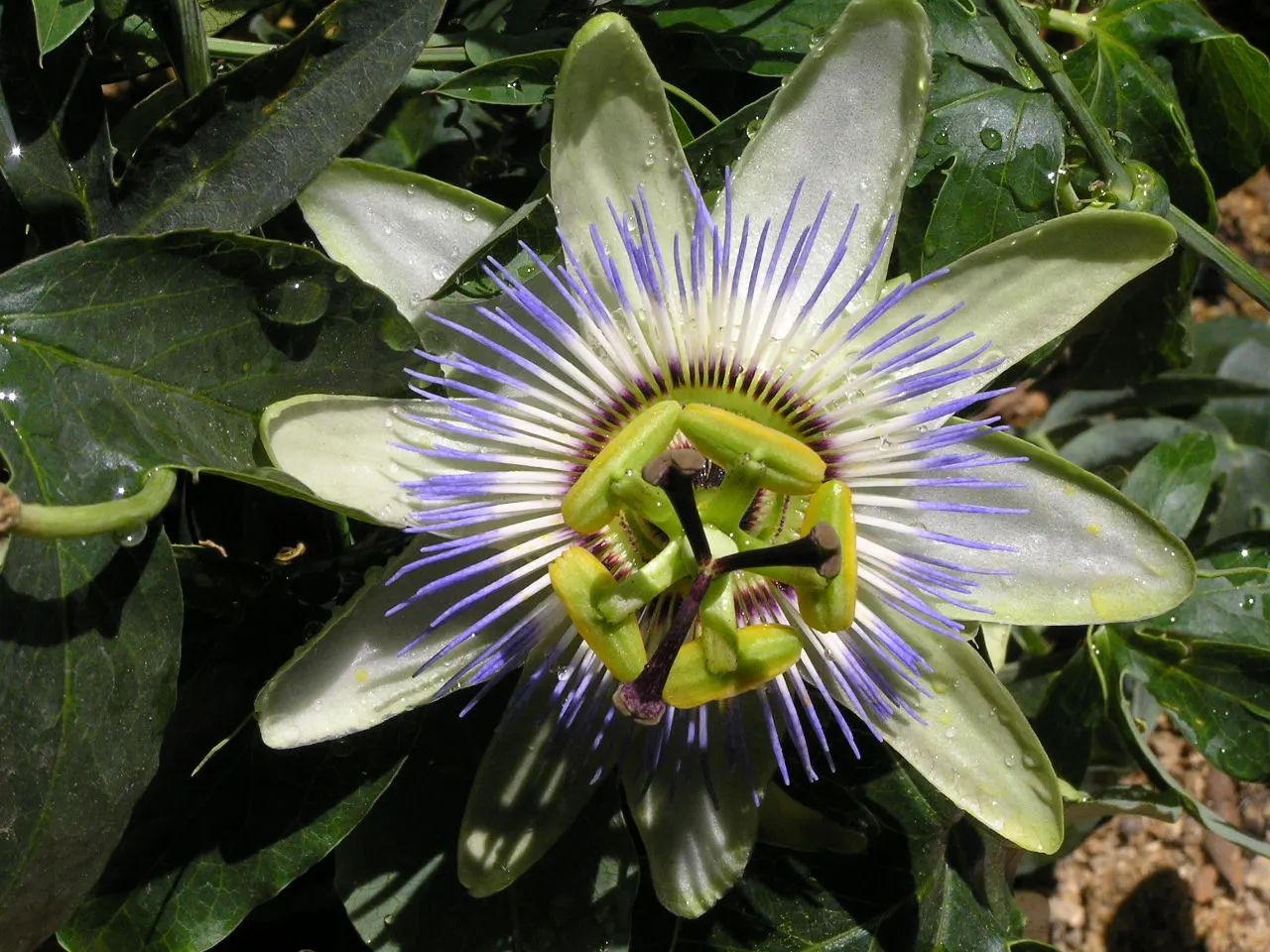 Blue Crown Passion Flower (Passiflora Caerulea) — Typical of vigorous climbers