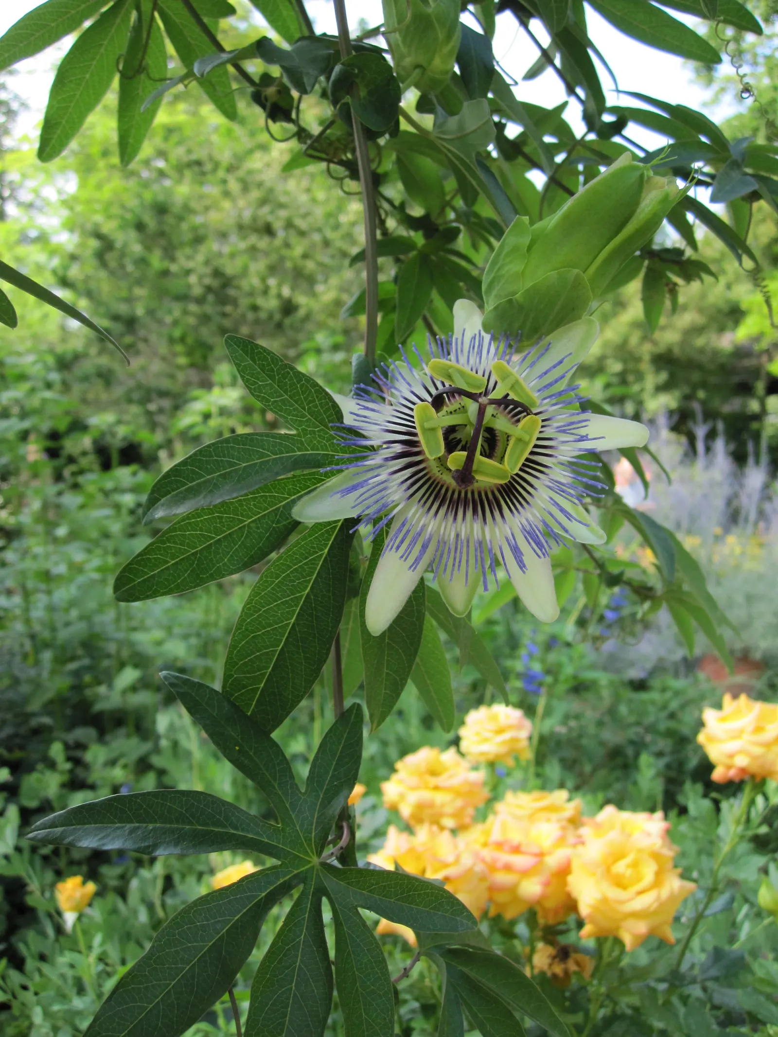 Blue Crown Passion Flower (Passiflora Caerulea) — presenting shades of blue to lavender; to encourage robust growth, maintain a soil pH range from, image 58