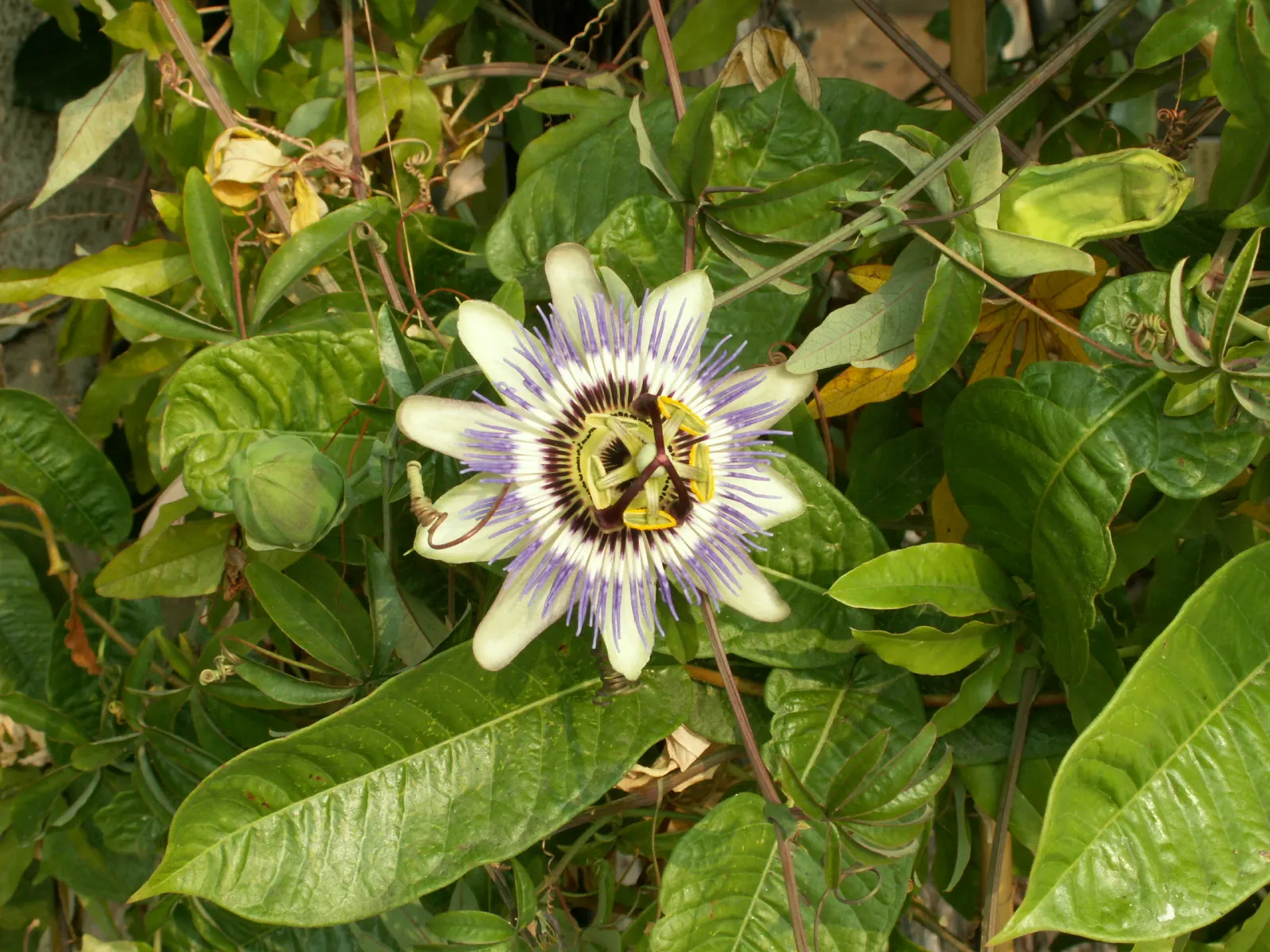 Blue Crown Passion Flower (Passiflora Caerulea) — A native to South America; blue and multi-colored and purple and white flowers in the garden, image 103