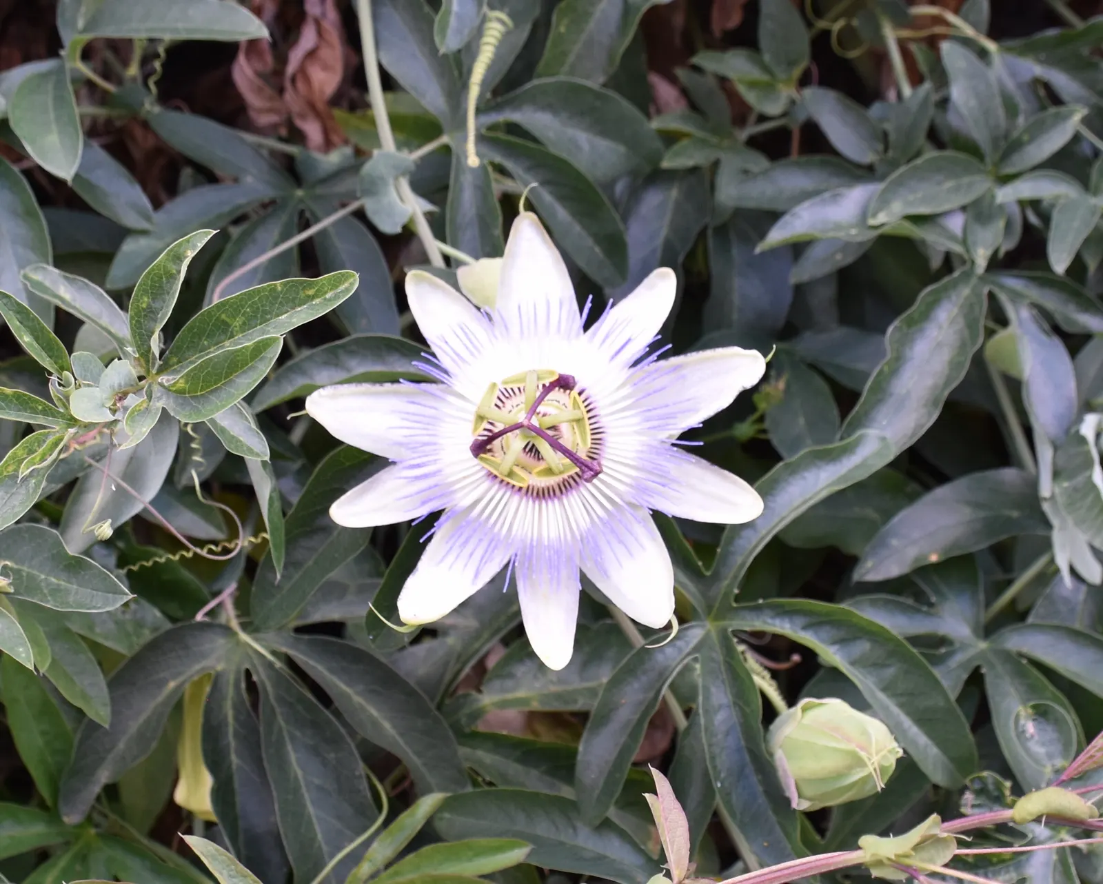 Blue Crown Passion Flower (Passiflora Caerulea) — Passiflora caerulea prefers well-drained soil and thrives when planted in full sun to partial shade; hardy in
