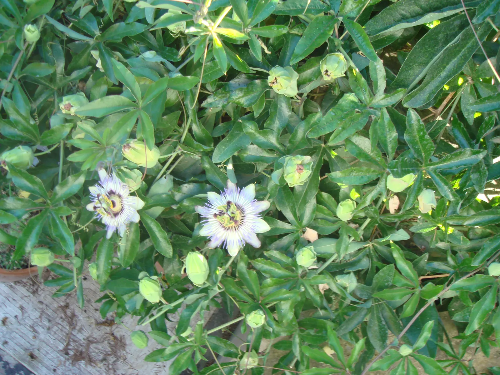 Blue Crown Passion Flower (Passiflora Caerulea) — Hardy in USDA zones 7-10, it thrives in full sun to partial shade and prefers well-drained soil, image 75