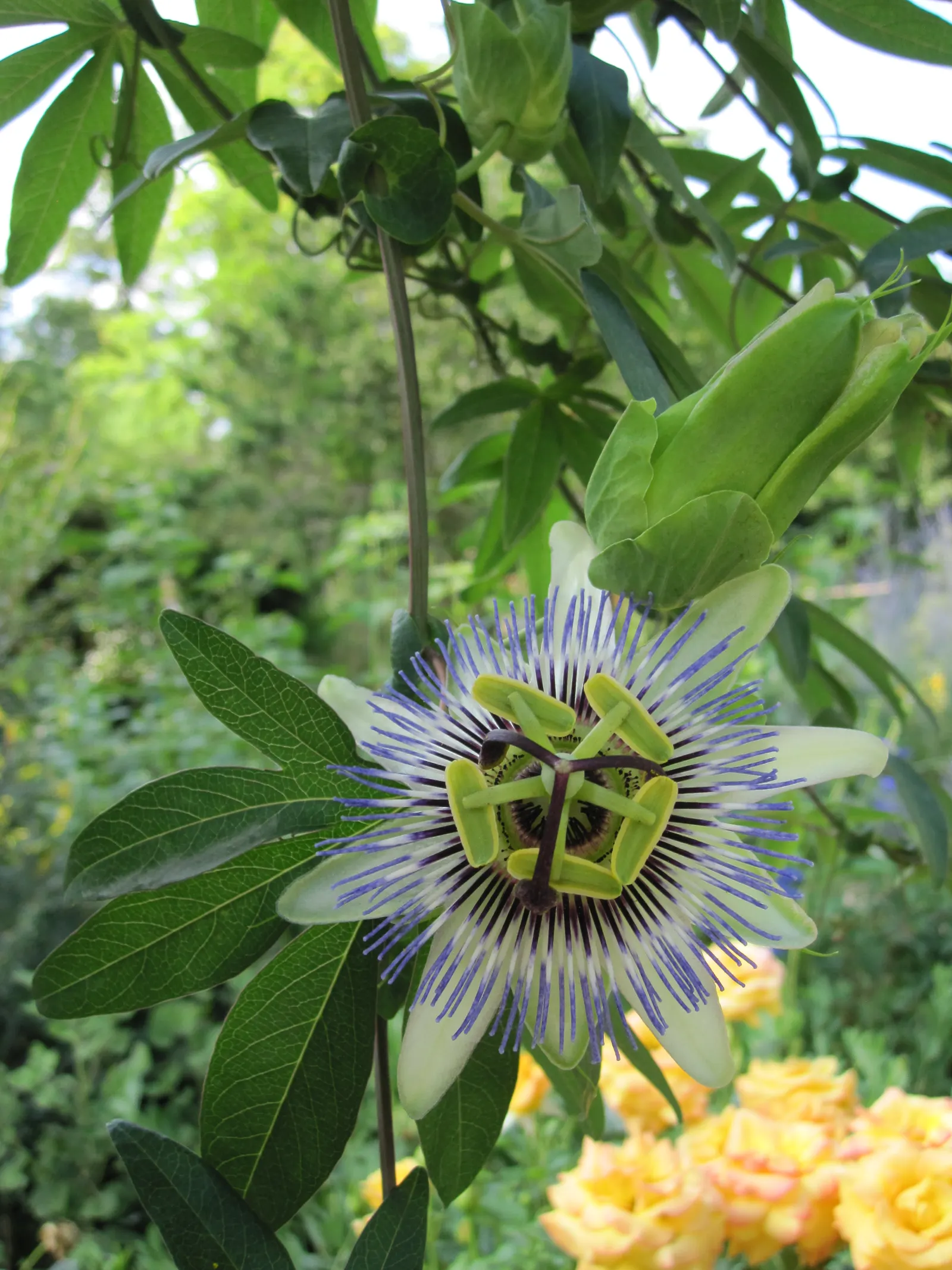 Blue Crown Passion Flower (Passiflora Caerulea) — With its striking blue-and-white flowers spanning 4 inches across, it blooms from summer to fall