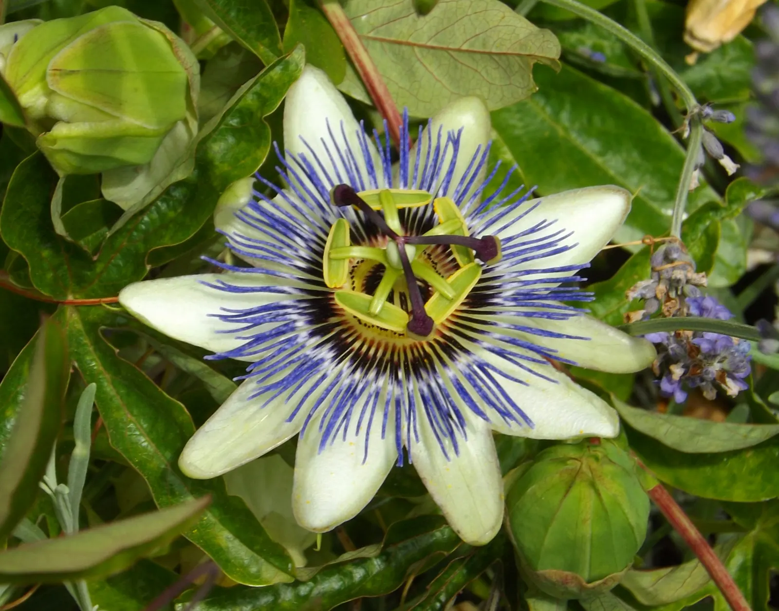 Blue Crown Passion Flower (Passiflora Caerulea) — which typically spans 3 to 4 inches across; space at 6-8 feet intervals for optimal growth, image 80