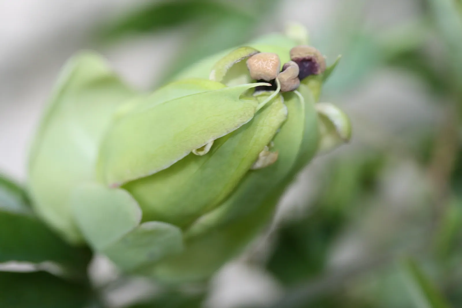 Blue Crown Passion Flower (Passiflora Caerulea) — This plant offers a tropical flair and attracts pollinators but is frost-sensitive; the Blue, image 52