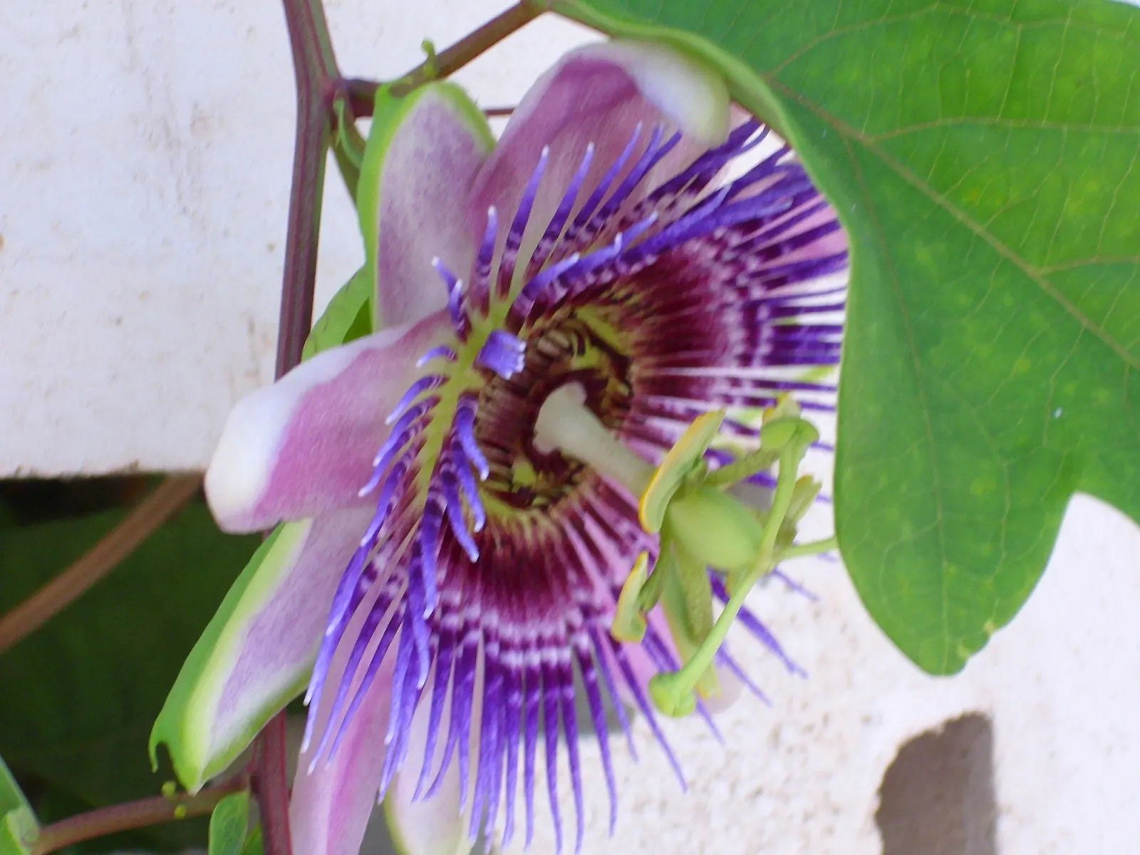 Blue Crown Passion Flower (Passiflora Caerulea) — providing an extended display of exotic beauty.<br><br>Additionally