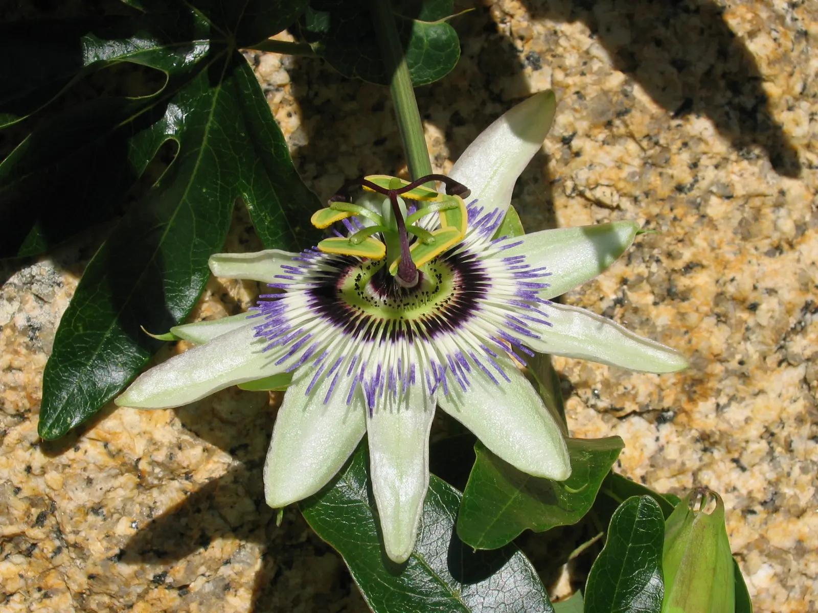 Blue Crown Passion Flower (Passiflora Caerulea) — providing an extended display of exotic beauty.<br><br>Additionally; although it is generally not, image 85