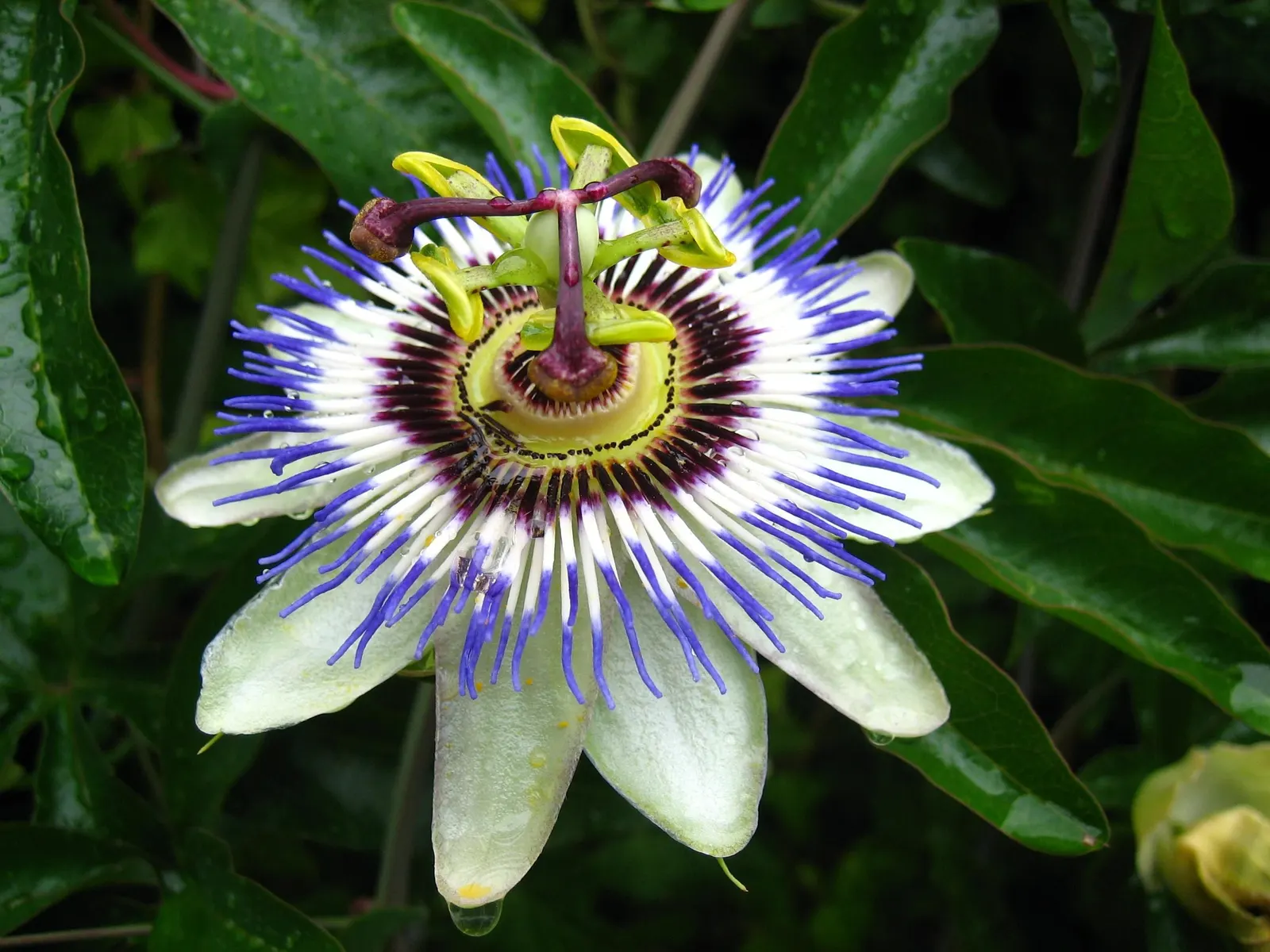 Blue Crown Passion Flower (Passiflora Caerulea) — is a perennial climbing vine renowned for its striking flowers and lush foliage; ovate fruit approximately 2