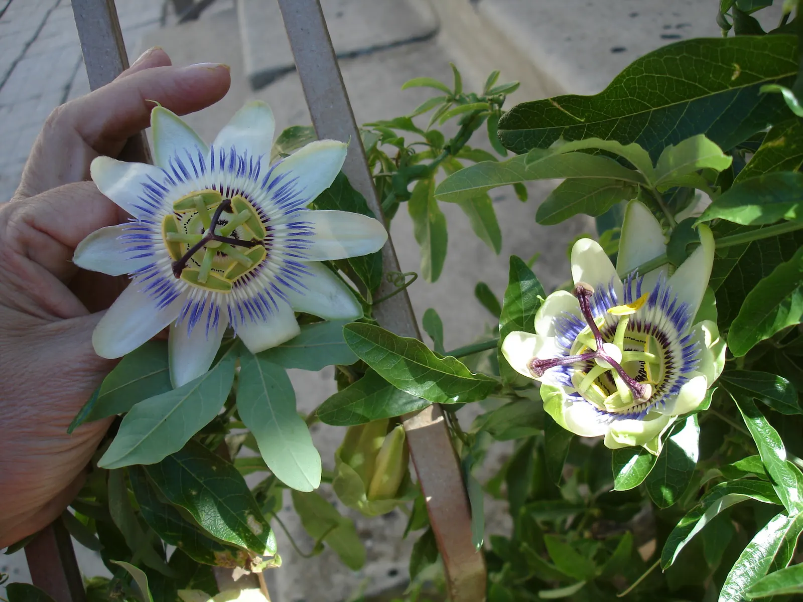 Blue Crown Passion Flower (Passiflora Caerulea) — Space at 6-8 feet intervals for optimal growth; which typically spans 3 to 4 inches across, image 101