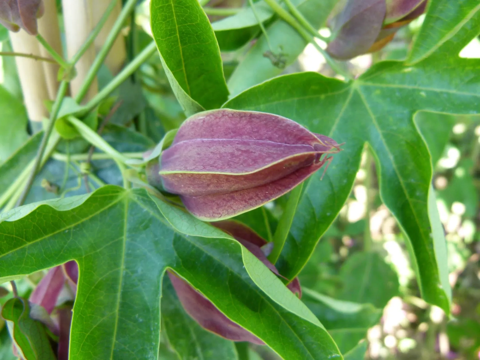 Blue Crown Passion Flower (Passiflora Caerulea) — These should be pruned if the focus is on promoting floral abundance.<br><br>Hardy in USDA zones, image 65