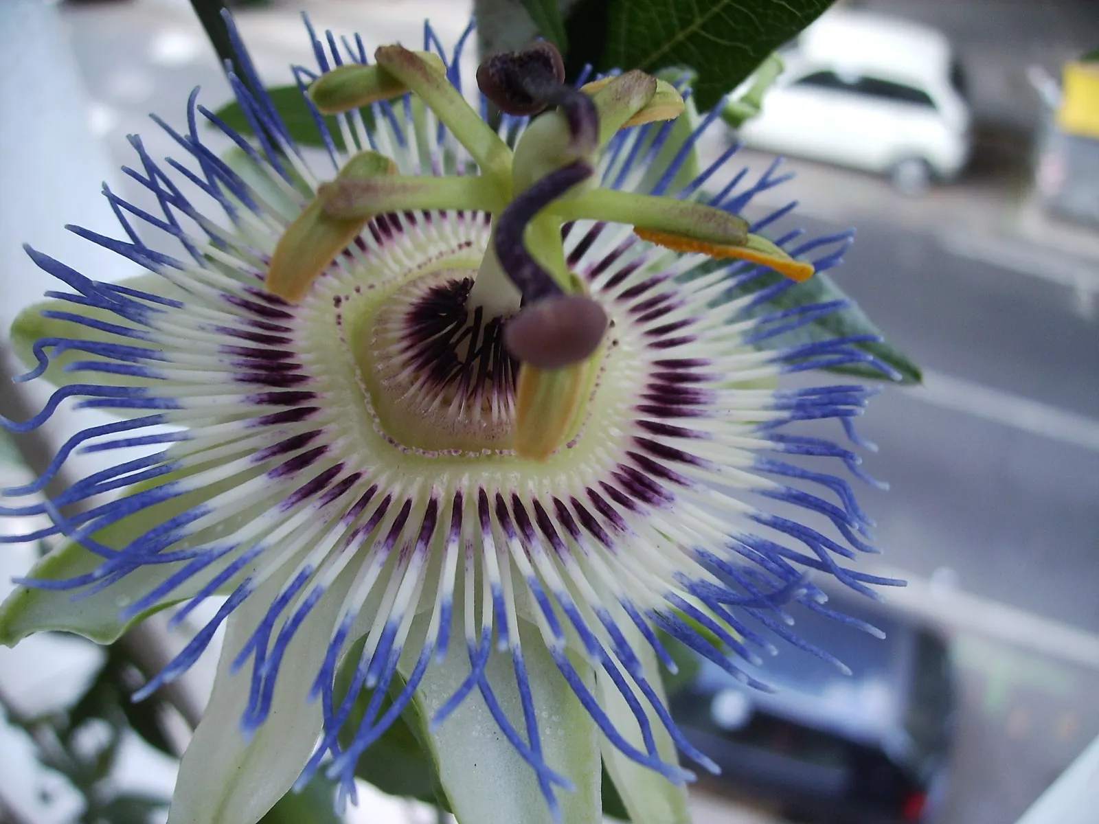 Blue Crown Passion Flower (Passiflora Caerulea) — This plant offers a tropical flair and attracts pollinators but is frost-sensitive; the Blue Crown Passion
