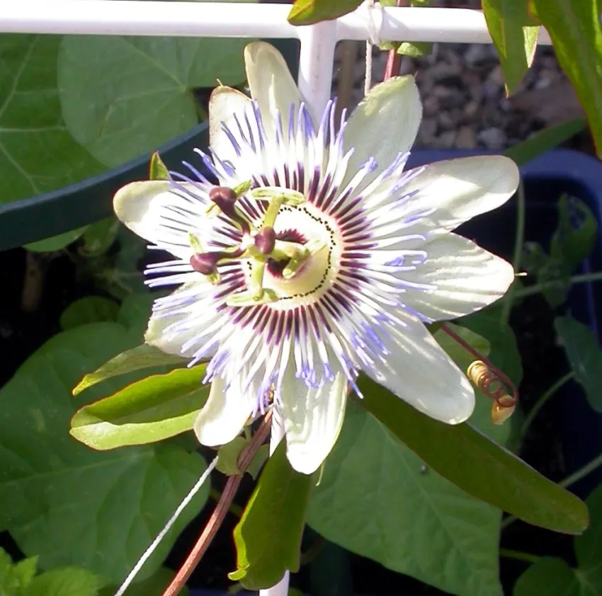 Blue Crown Passion Flower (Passiflora Caerulea) — is a perennial climbing vine renowned for its striking flowers and lush foliage; ovate fruit, image 102