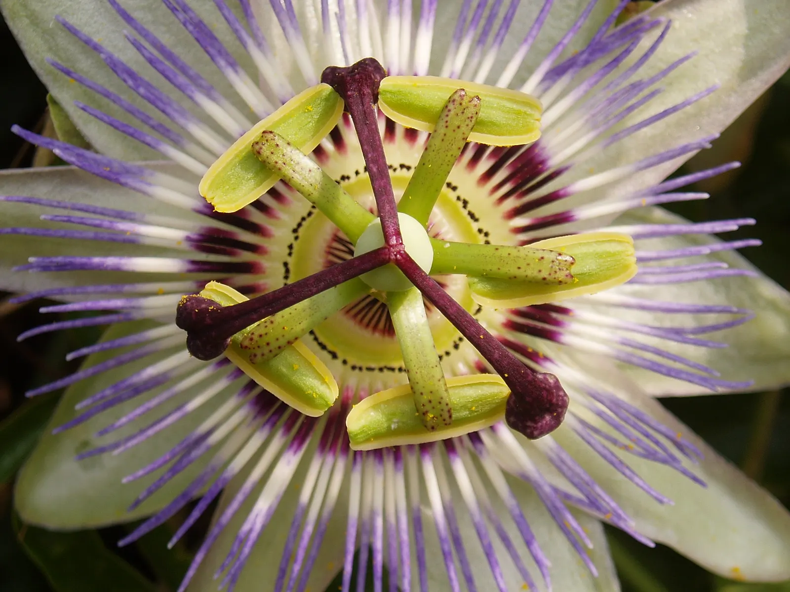 Blue Crown Passion Flower (Passiflora Caerulea) — To encourage robust growth, maintain a soil pH range from 6.1 to 7.5 and provide moderate watering, image 91