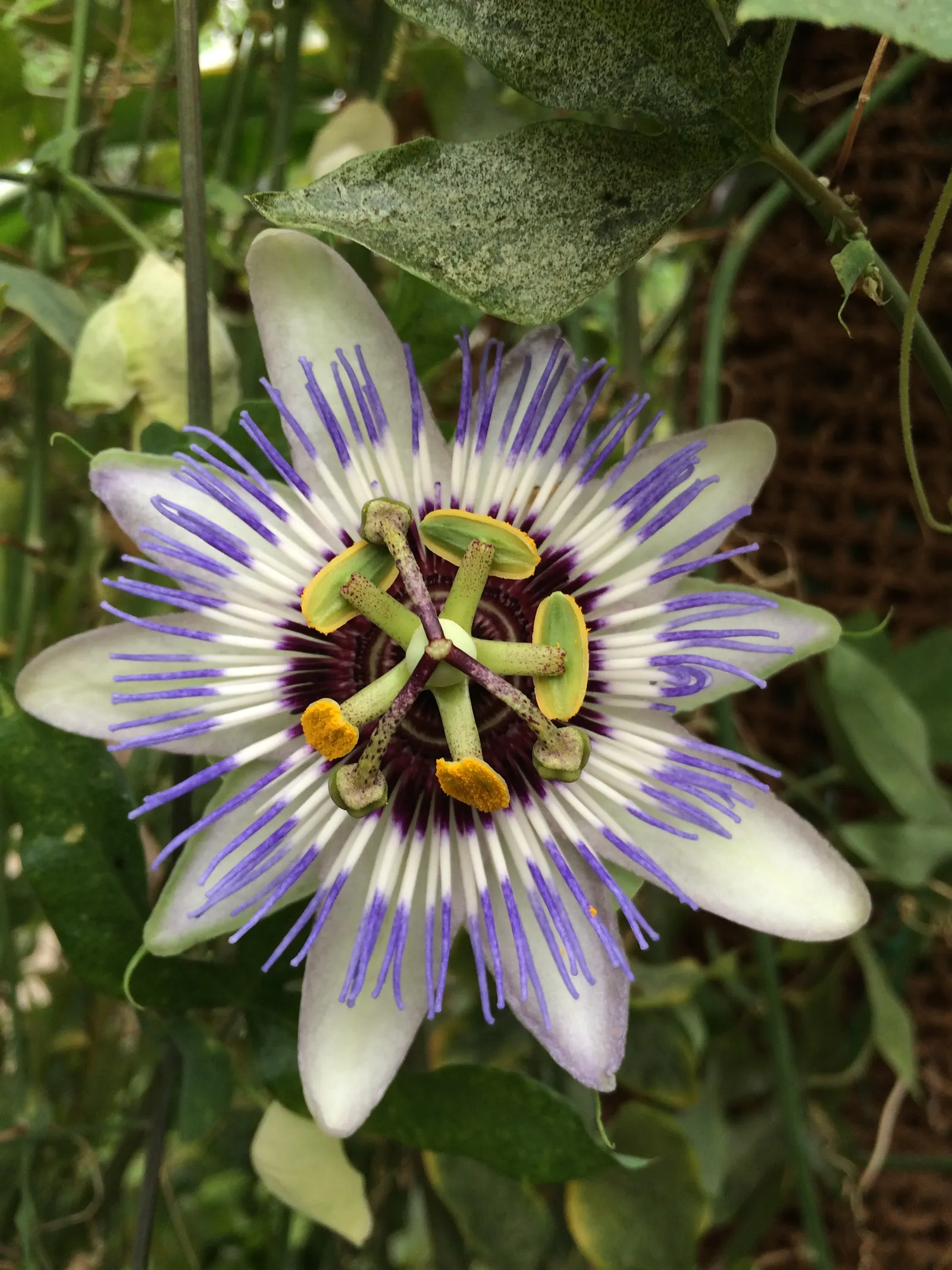 Blue Crown Passion Flower (Passiflora Caerulea) — this species produces orange; vine with blue and multi-colored and purple and white blooms, image 62