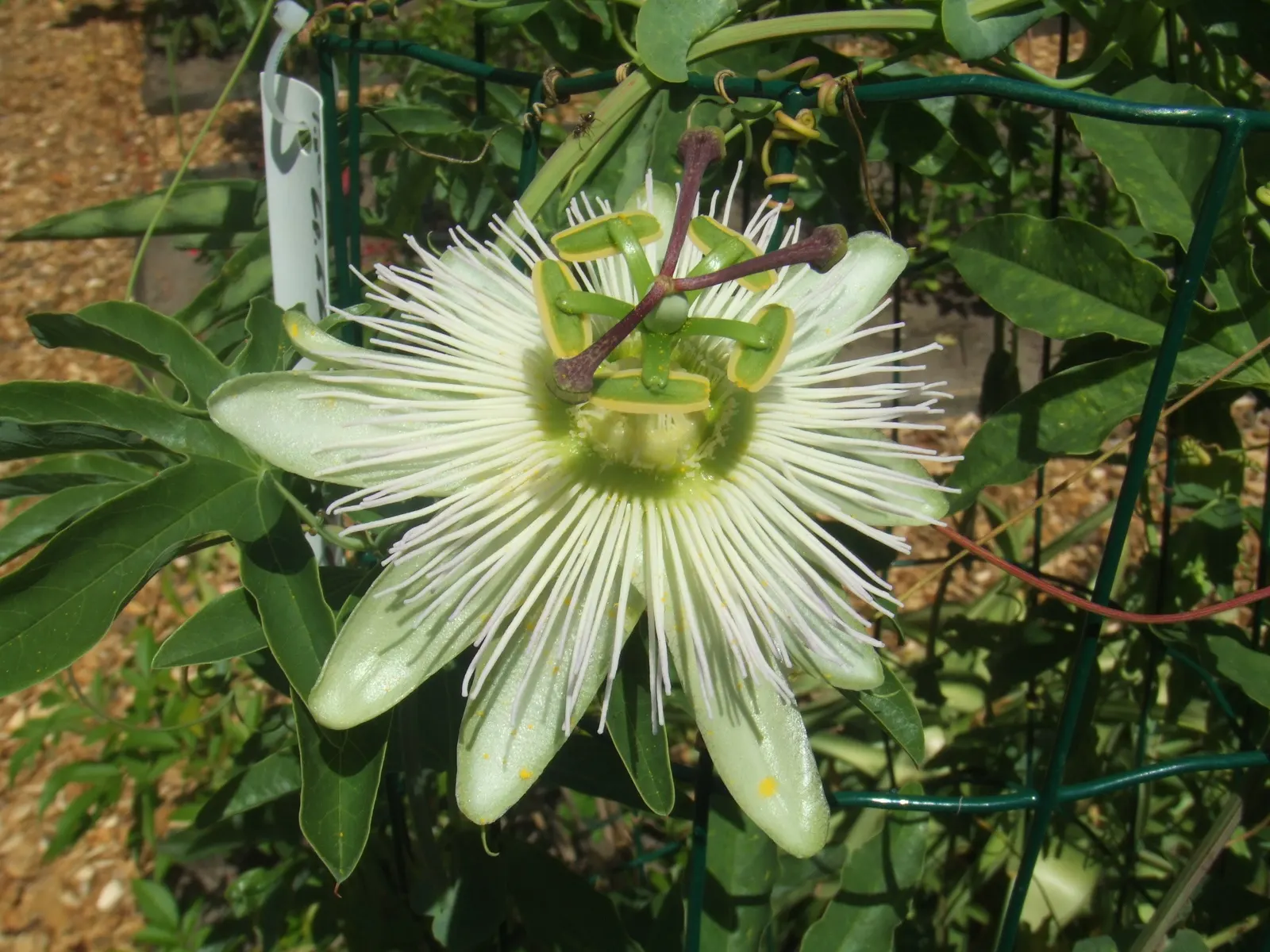Blue Crown Passion Flower (Passiflora Caerulea) — With its striking blue-and-white flowers spanning 4 inches across, it blooms from summer to fall, image 50
