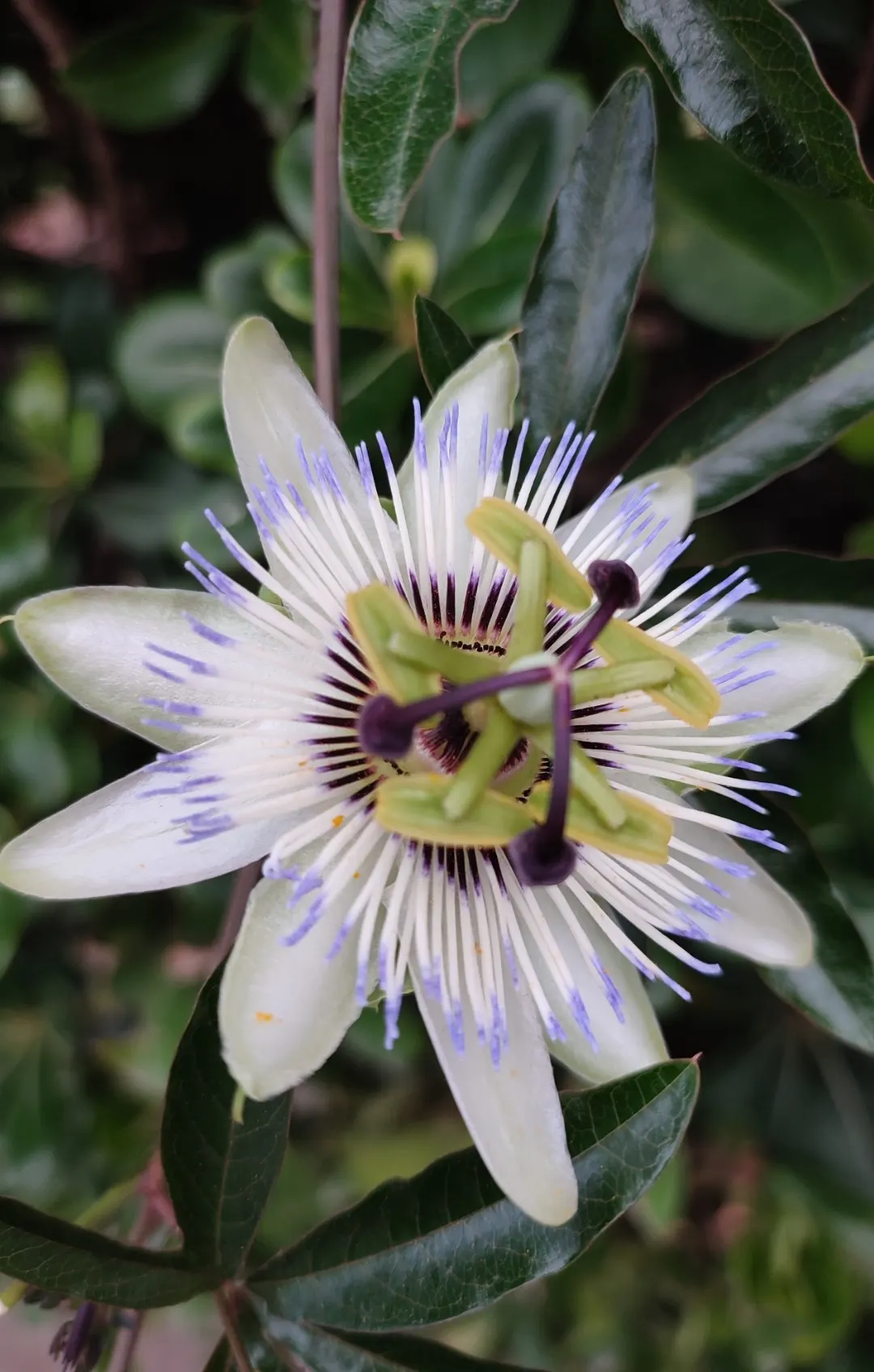 Blue Crown Passion Flower (Passiflora Caerulea) — is a perennial climbing vine renowned for its striking flowers and lush foliage; ovate fruit, image 54