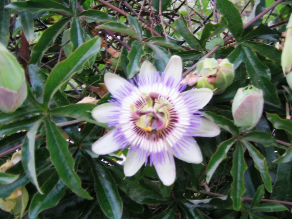 Blue Crown Passion Flower (Passiflora Caerulea) — With its striking blue-and-white flowers spanning 4 inches across, it blooms from summer to fall; surrounded