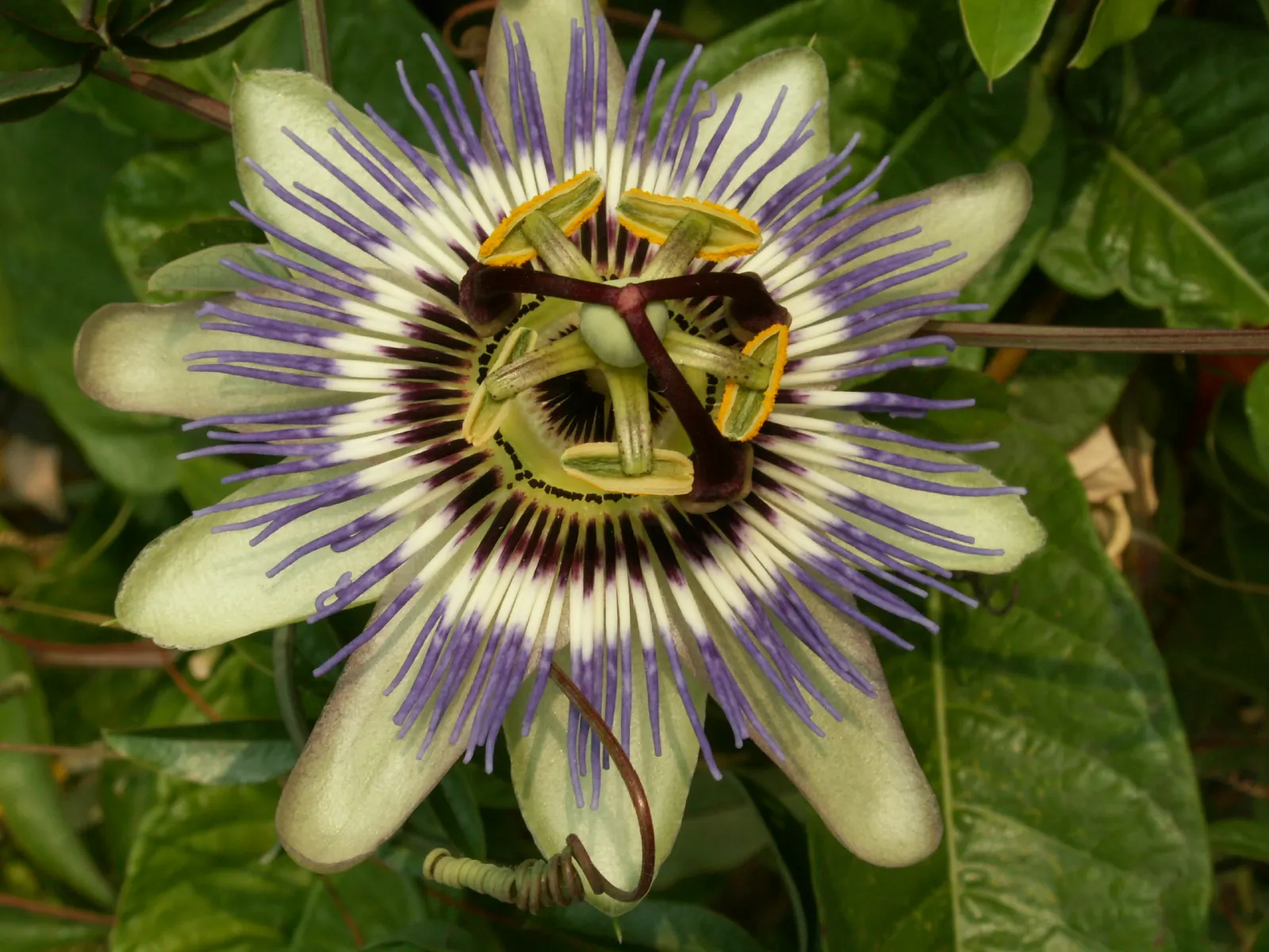 Blue Crown Passion Flower (Passiflora Caerulea) — is a perennial climbing vine renowned for its striking flowers and lush foliage