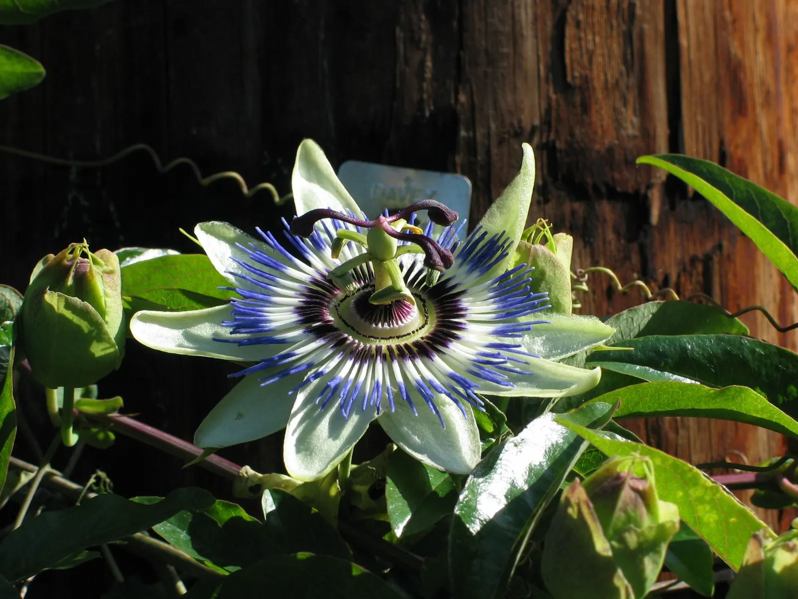 Blue Crown Passion Flower (Passiflora Caerulea) — These should be pruned if the focus is on promoting floral abundance.<br><br>Hardy in USDA zones, image 41