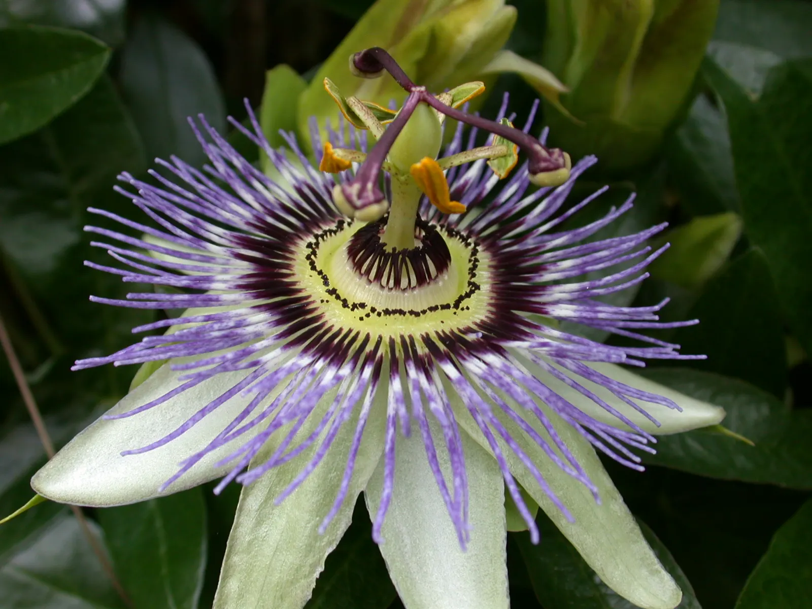 Blue Crown Passion Flower (Passiflora Caerulea) — vine with blue and multi-colored and purple and white blooms; this species produces orange, image 71