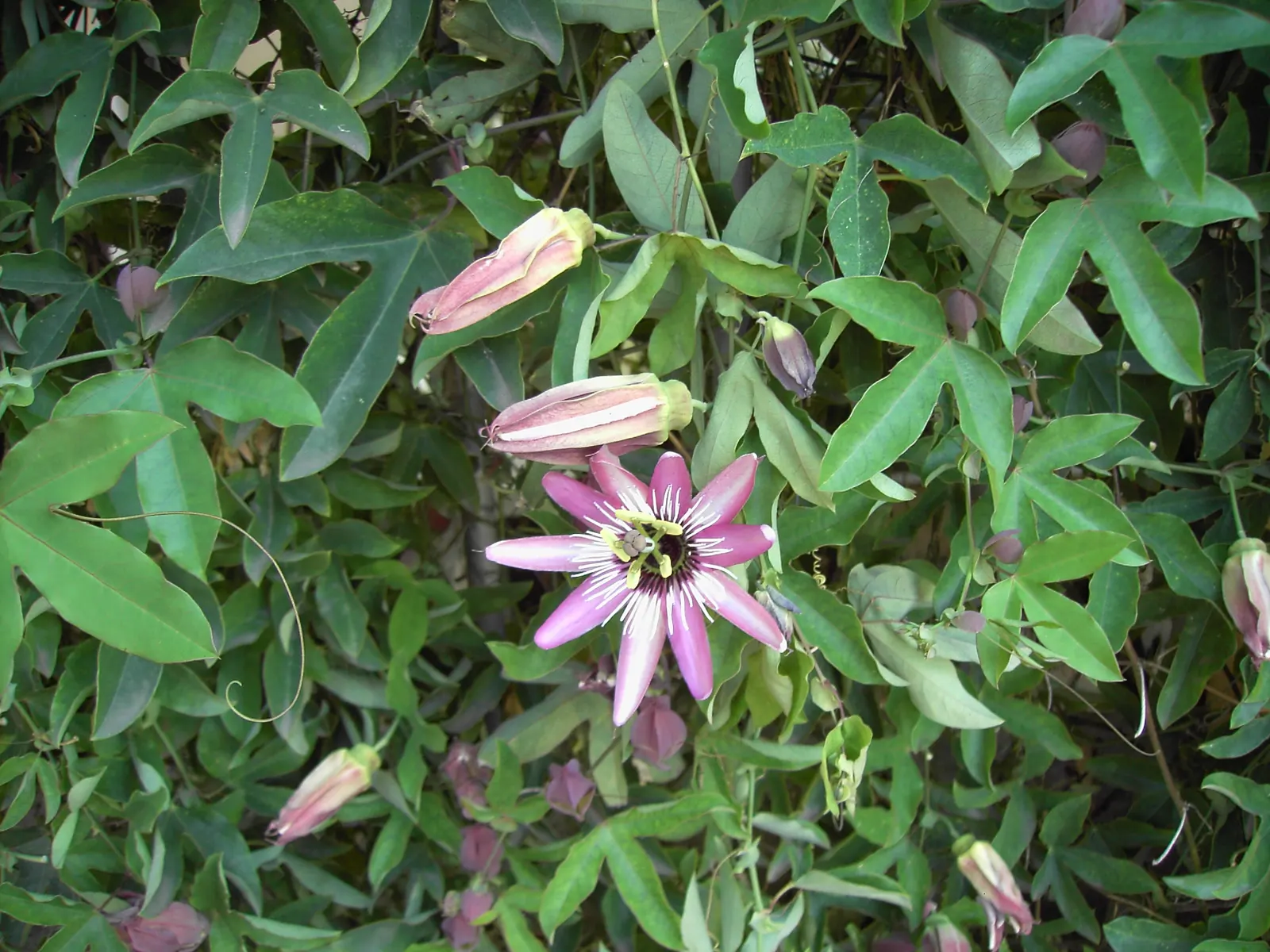 Blue Crown Passion Flower (Passiflora Caerulea) — which typically spans 3 to 4 inches across; space at 6-8 feet intervals for optimal growth, image 104