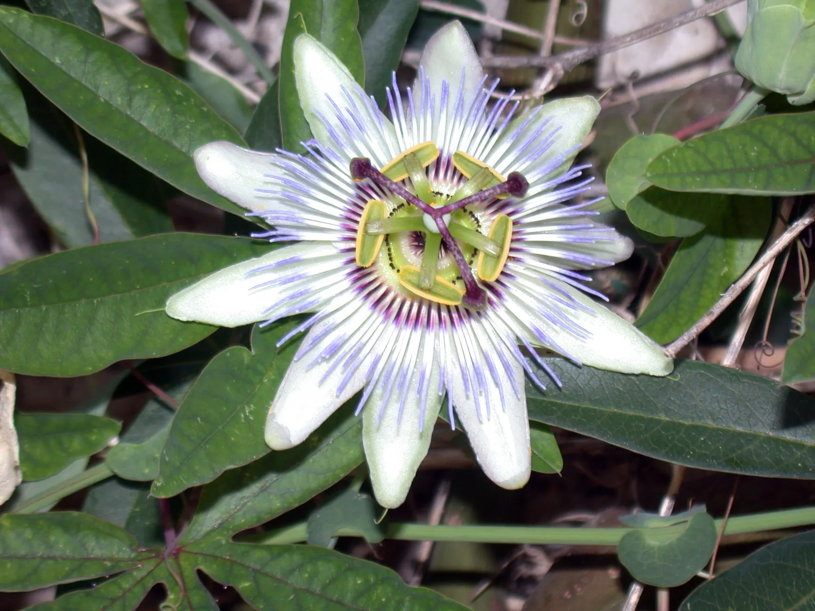 Blue Crown Passion Flower (Passiflora Caerulea) — The Blue Crown Passion Flower, Passiflora caerulea, is a fast-growing perennial vine reaching up to 20 feet