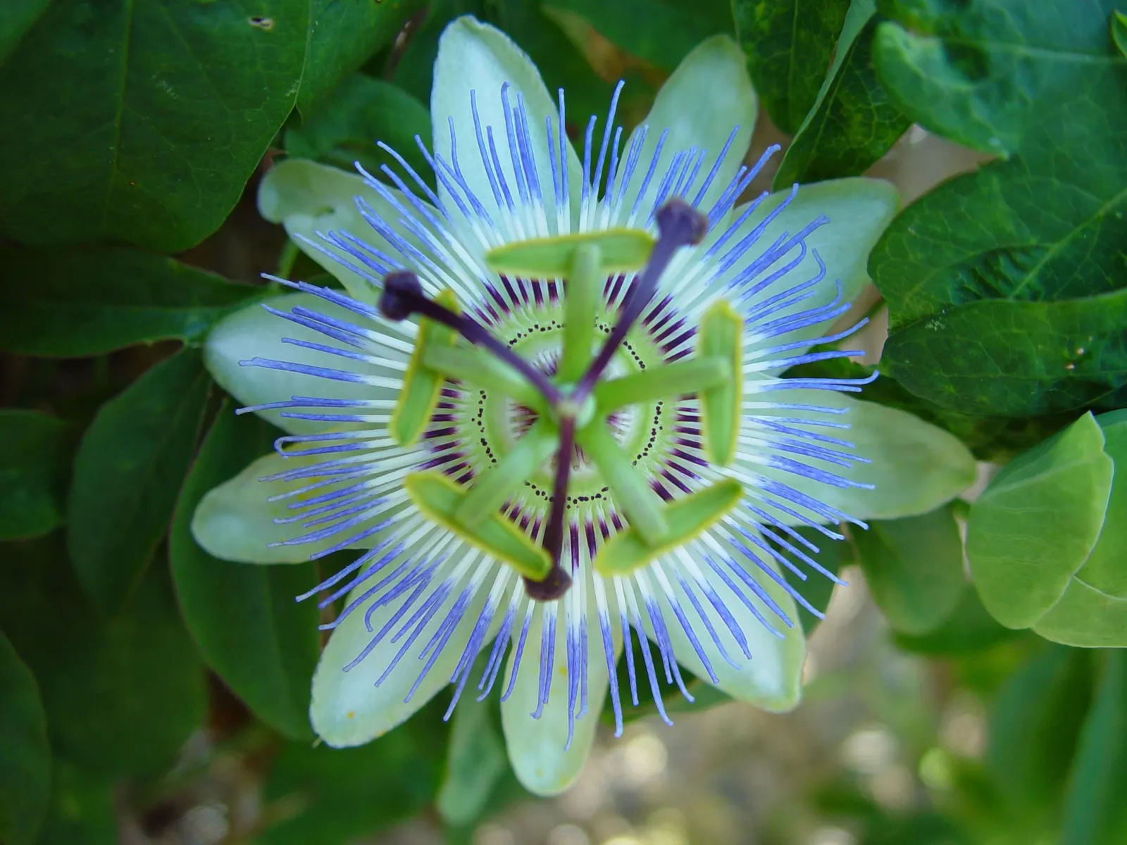 Blue Crown Passion Flower (Passiflora Caerulea) — The flowers bloom from summer to early fall; a central crown of filaments gives rise to the common name