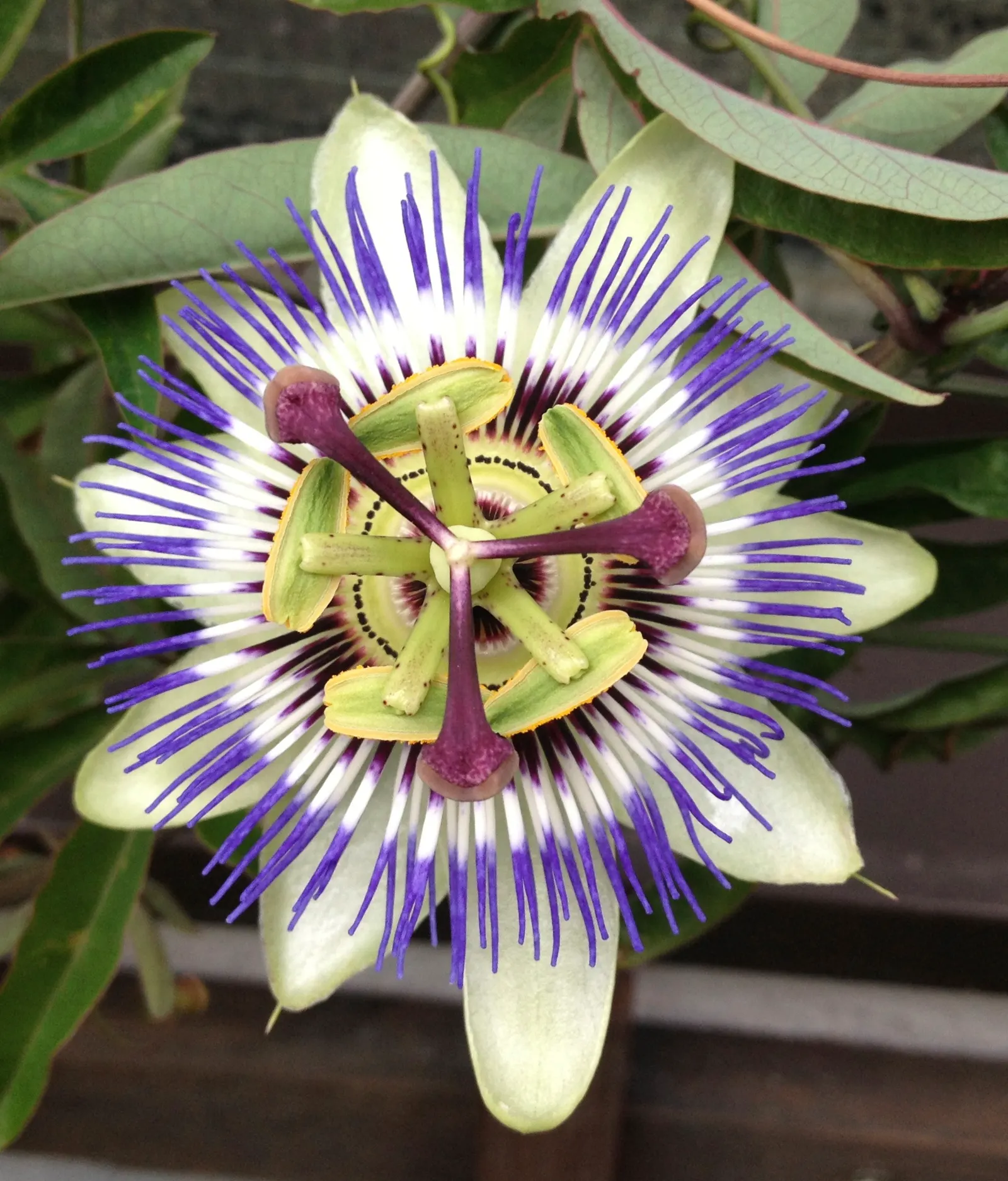 Blue Crown Passion Flower (Passiflora Caerulea) — To encourage robust growth, maintain a soil pH range from 6.1 to 7.5 and provide moderate watering