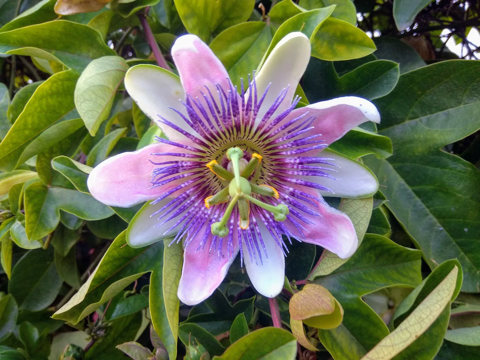 Blue Crown Passion Flower (Passiflora Caerulea) — presenting shades of blue to lavender; to encourage robust growth, maintain a soil pH range from, image 82