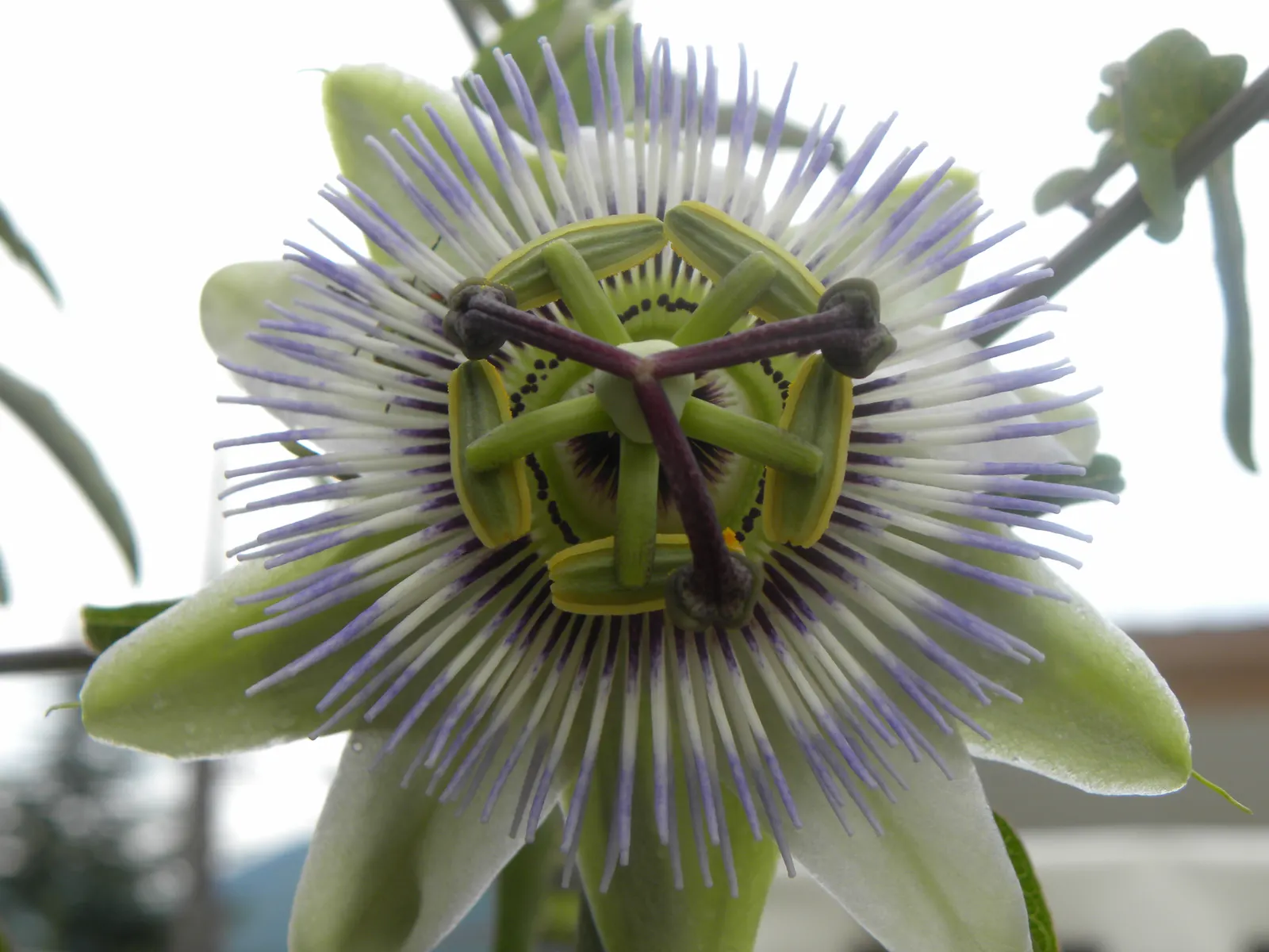 Blue Crown Passion Flower (Passiflora Caerulea) — The Blue Crown Passion Flower, Passiflora caerulea, is a fast-growing perennial vine reaching up, image 97