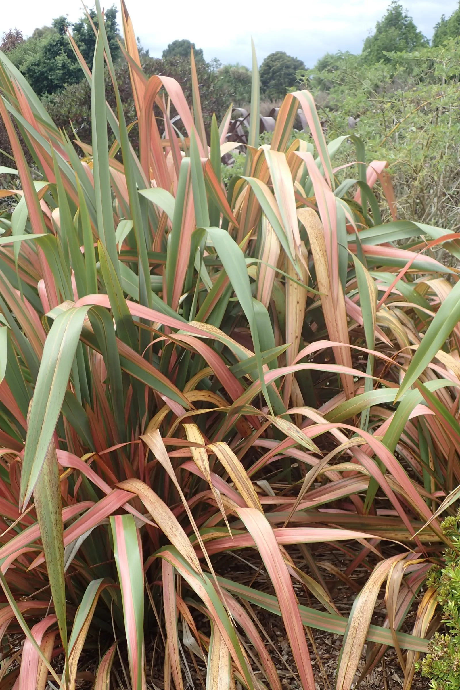 Jester Flax (Phormium 'Jester') — The Phormium 'Jester,' commonly known as Jester Flax