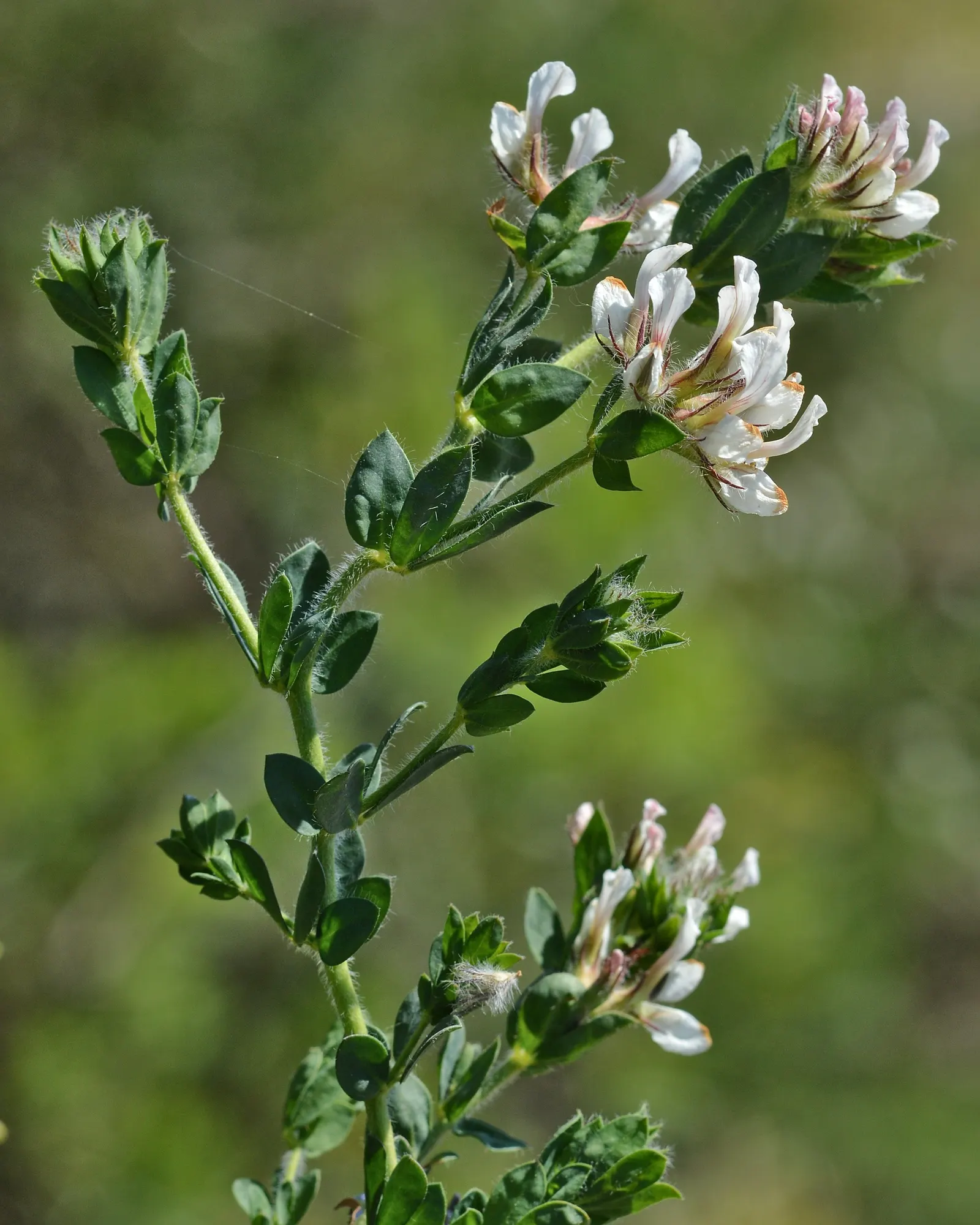 Hairy Canary Flower (Dorycnium Hirsutum) — This plant is an exemplary choice for gardeners seeking to create an eclectic and resilient garden tapestry