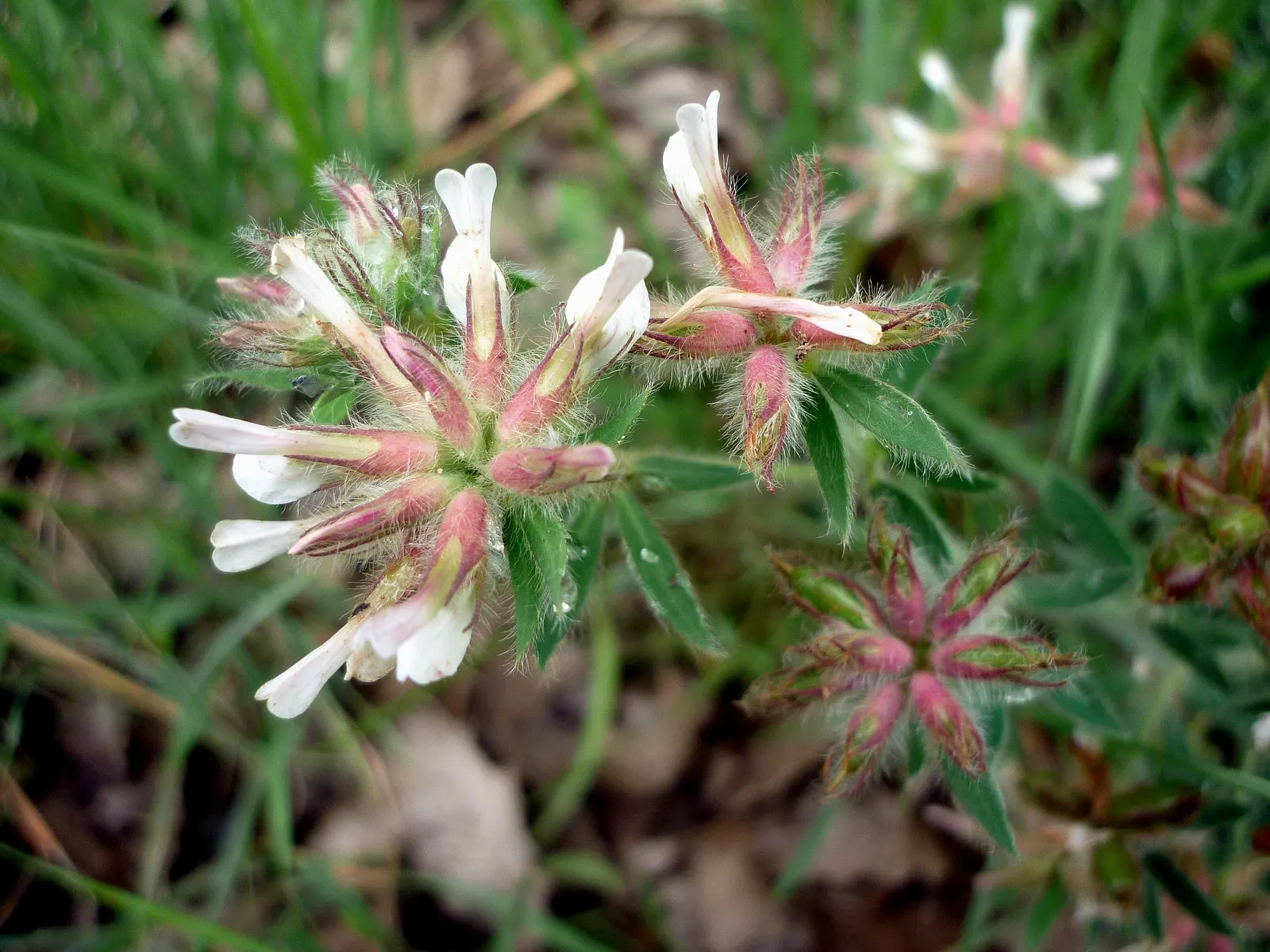Hairy Canary Flower (Dorycnium Hirsutum) — In summer, it offers a profusion of small, pinkish-white flowers that attract pollinators; offers a splendid and