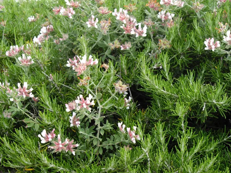Hairy Canary Flower (Dorycnium Hirsutum) — This plant features petite, silvery-gray leaves and dense, woolly stems, giving it a hirsute appearance; is a