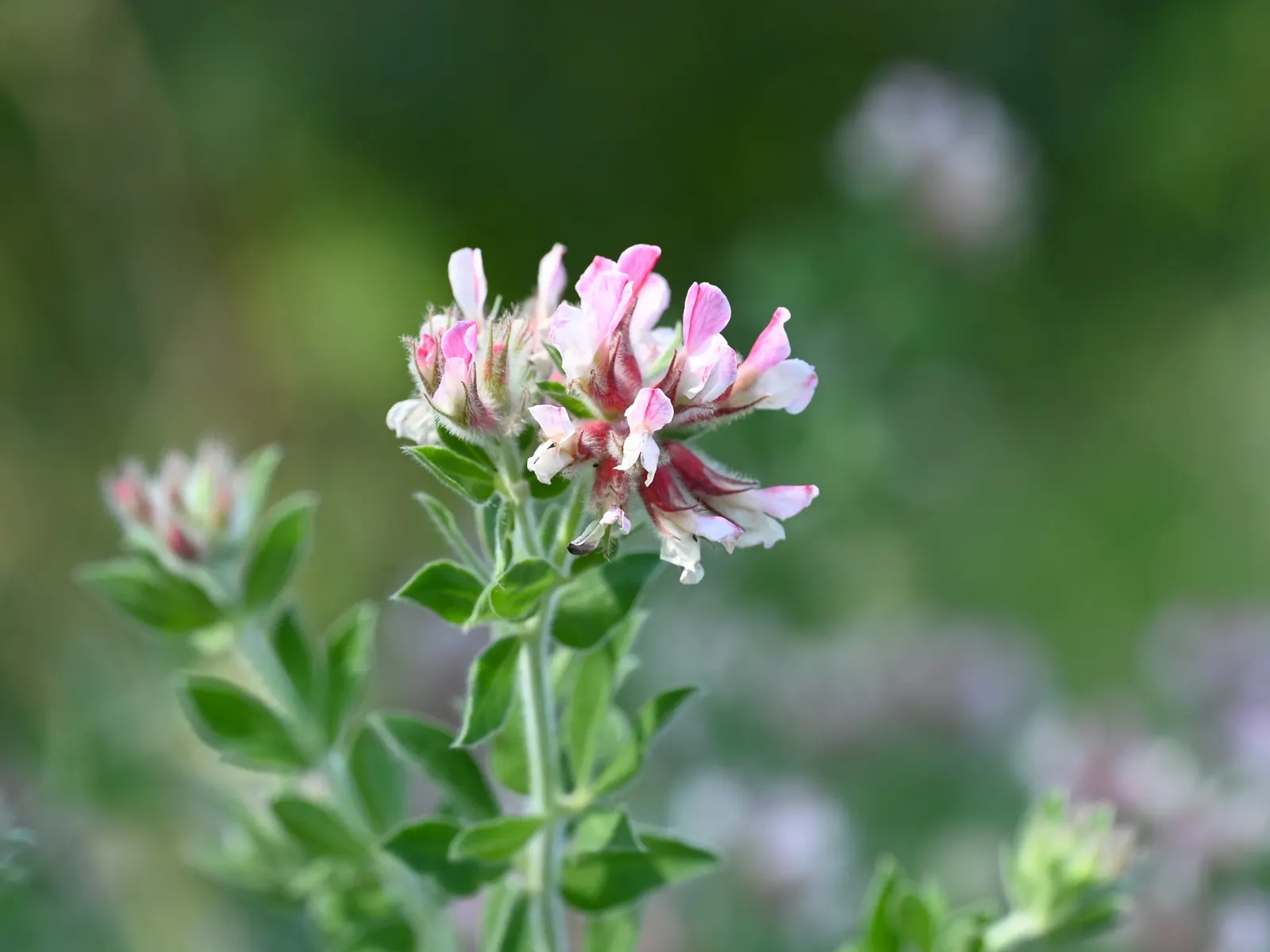 Hairy Canary Flower (Dorycnium Hirsutum) — or as part of a mixed border for textural contrast