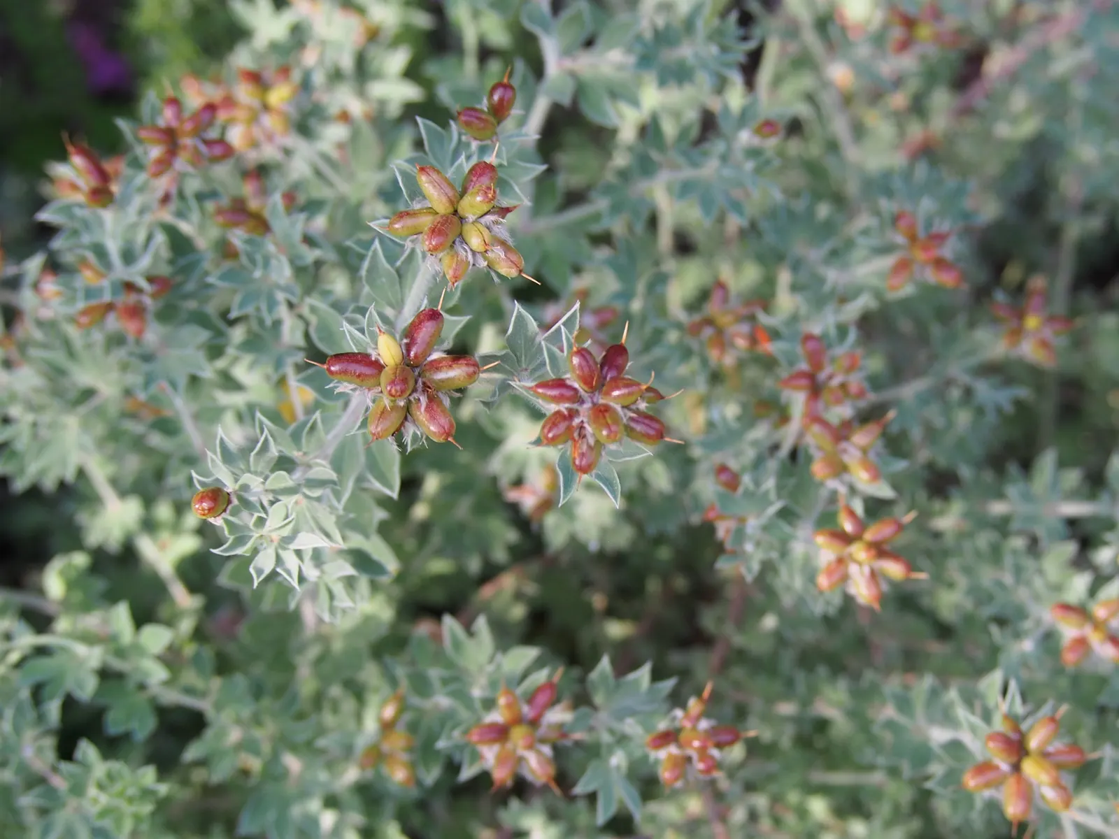 Hairy Canary Flower (Dorycnium Hirsutum) — It thrives in well-drained soils and full sun to partial shade; dorycnium hirsutum is adaptable to a range of soil