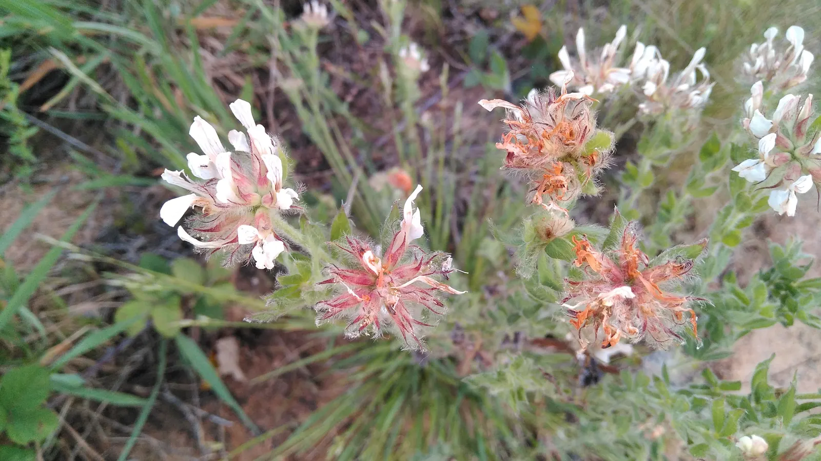 Hairy Canary Flower (Dorycnium Hirsutum) — Once established, it is notably drought-tolerant, demanding minimal maintenance